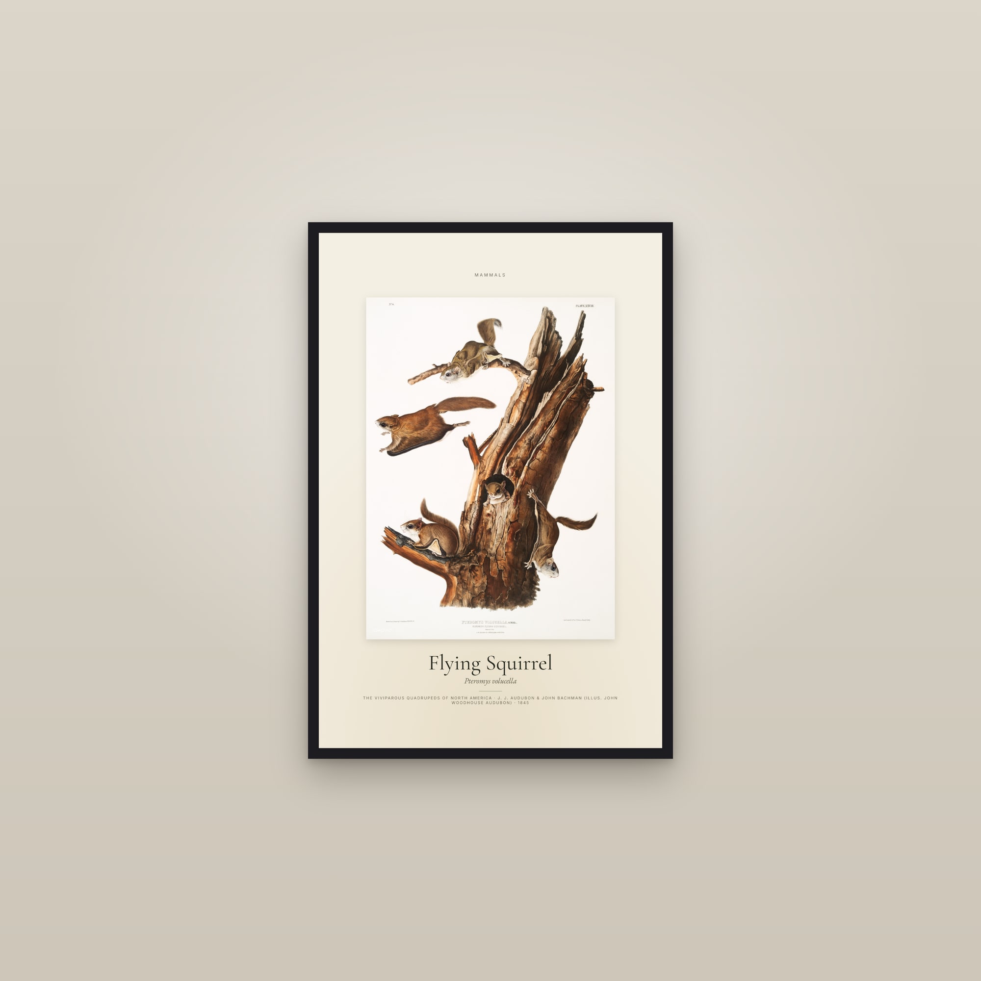 Flying Squirrel — Specimen — framed in a gallery setting