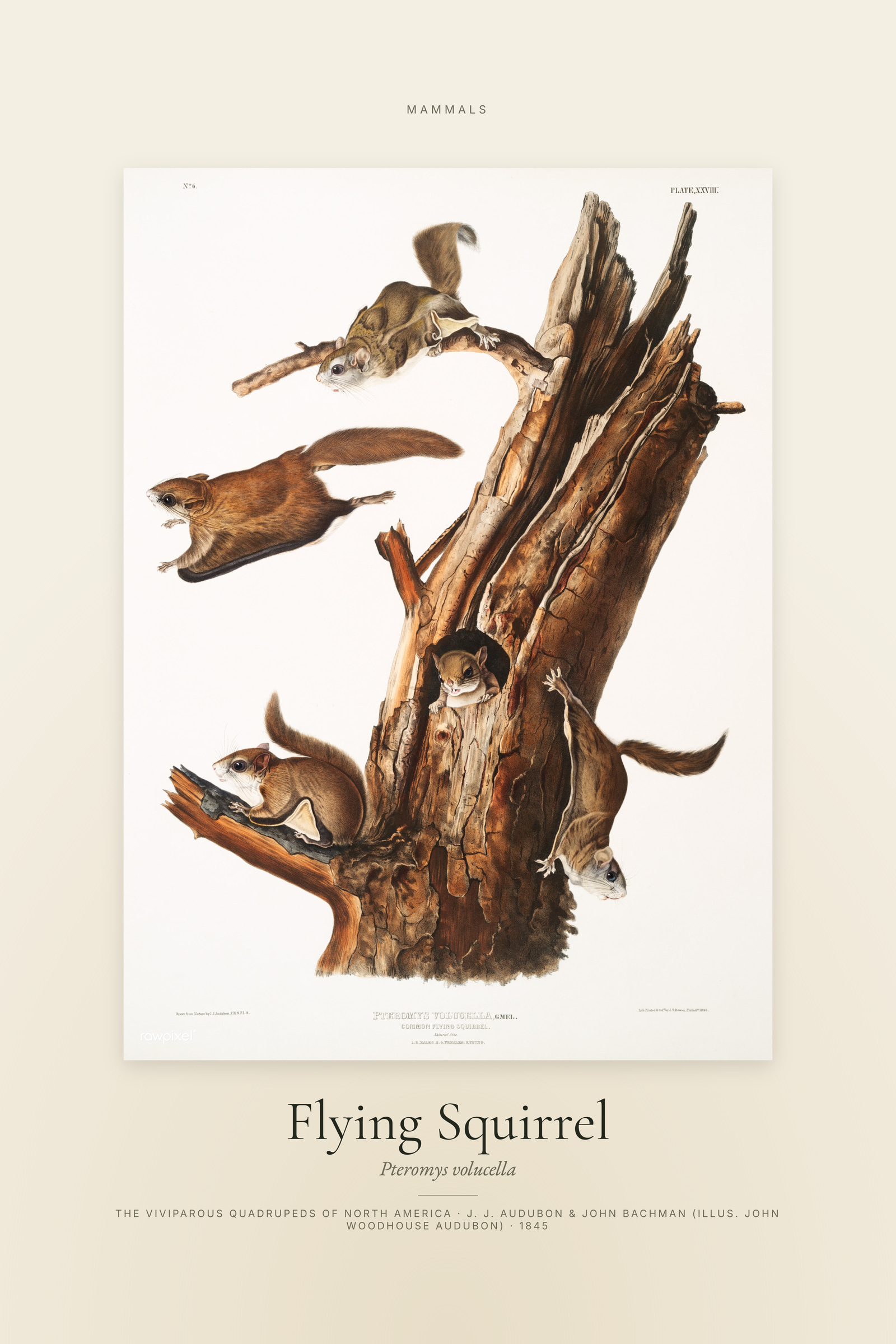 Flying Squirrel — Specimen