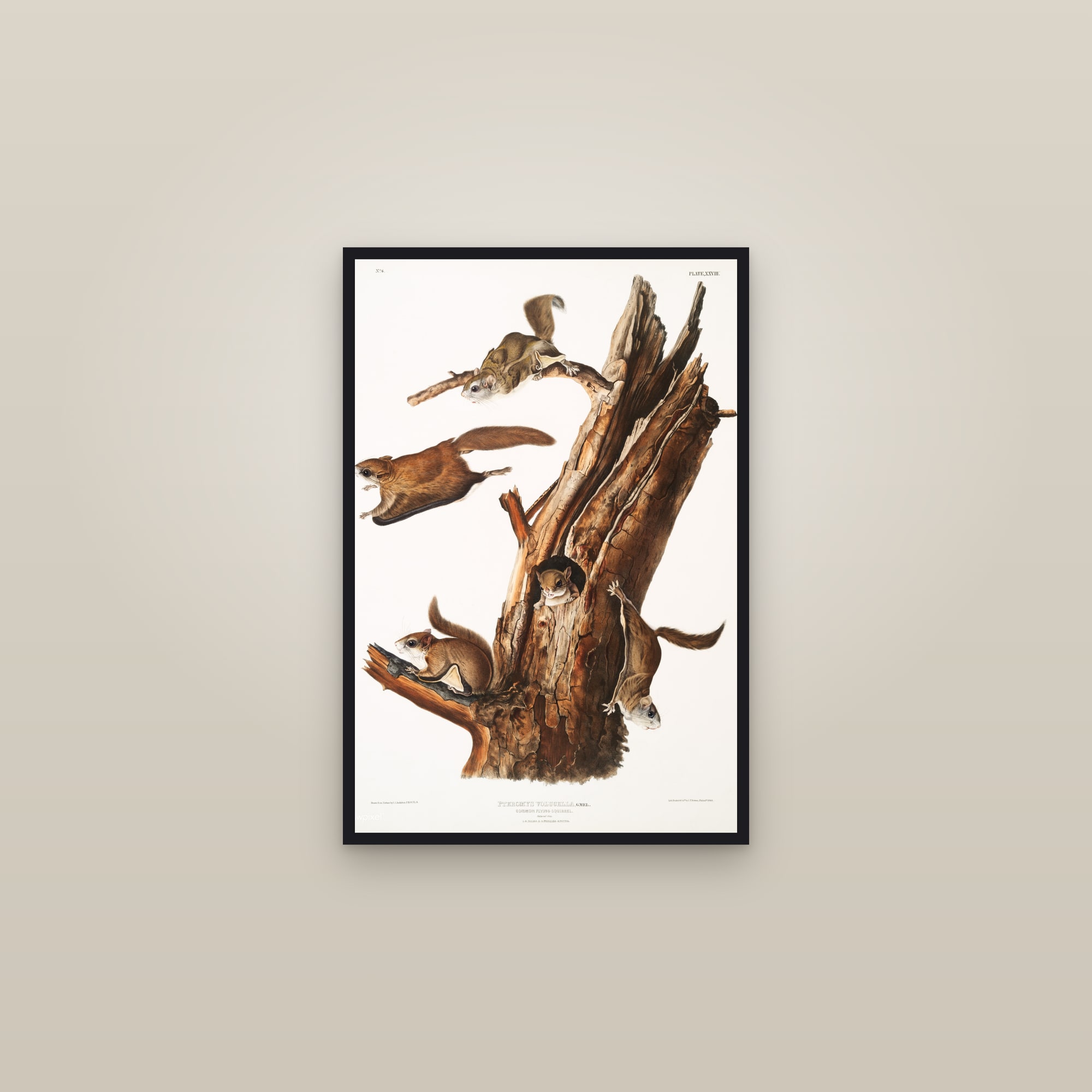Flying Squirrel — framed in a gallery setting