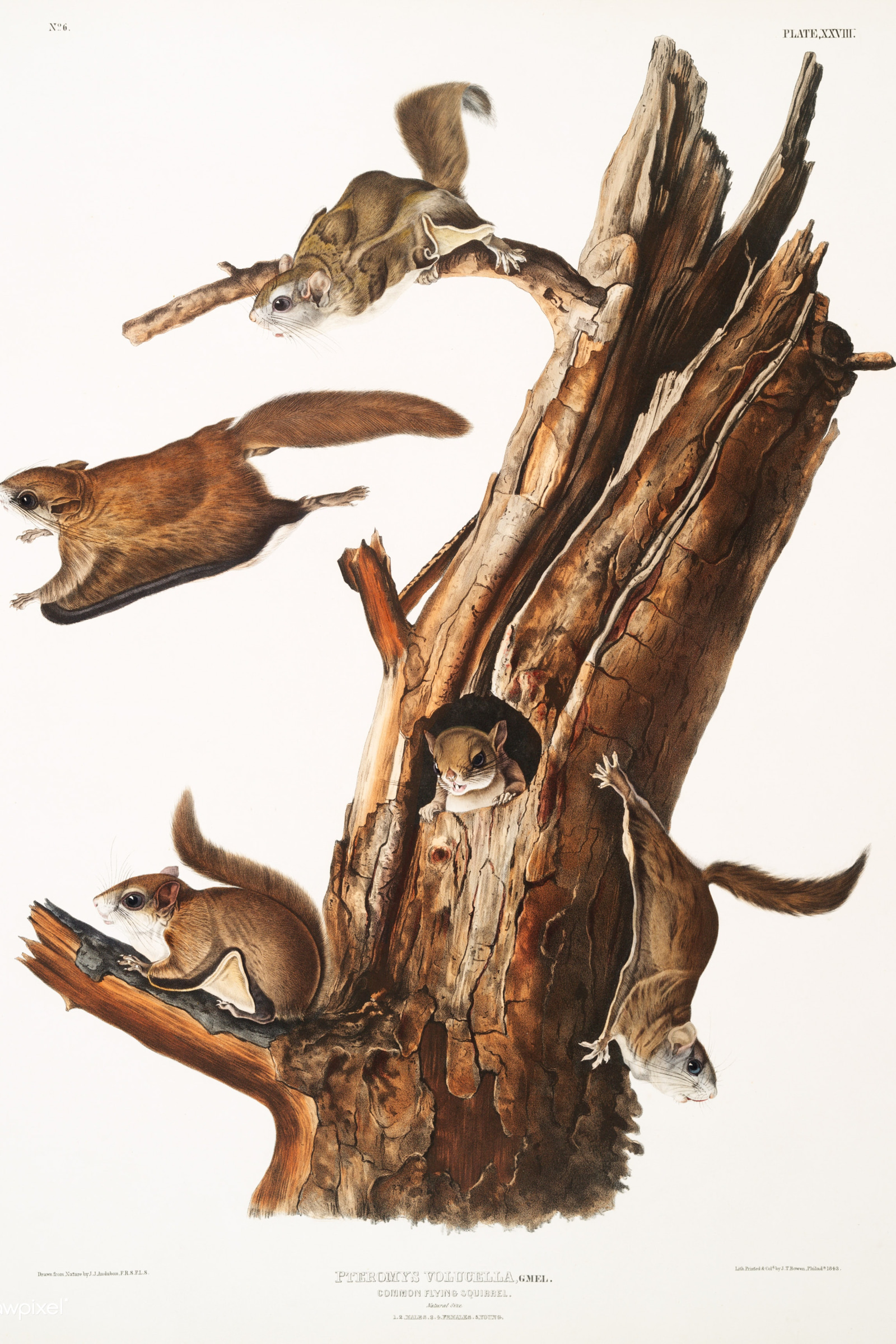 Flying Squirrel