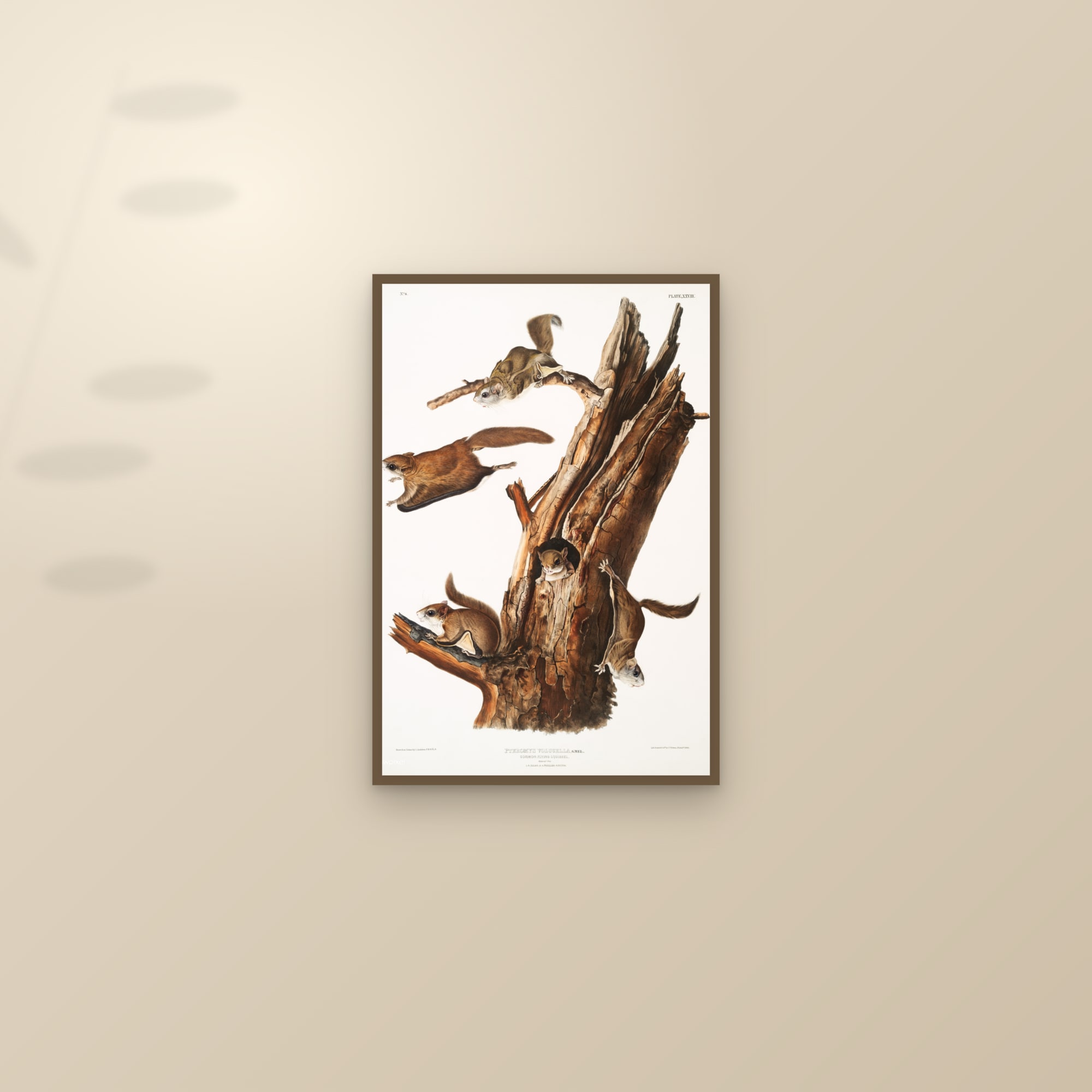 Flying Squirrel — framed and styled on a sunlit wall