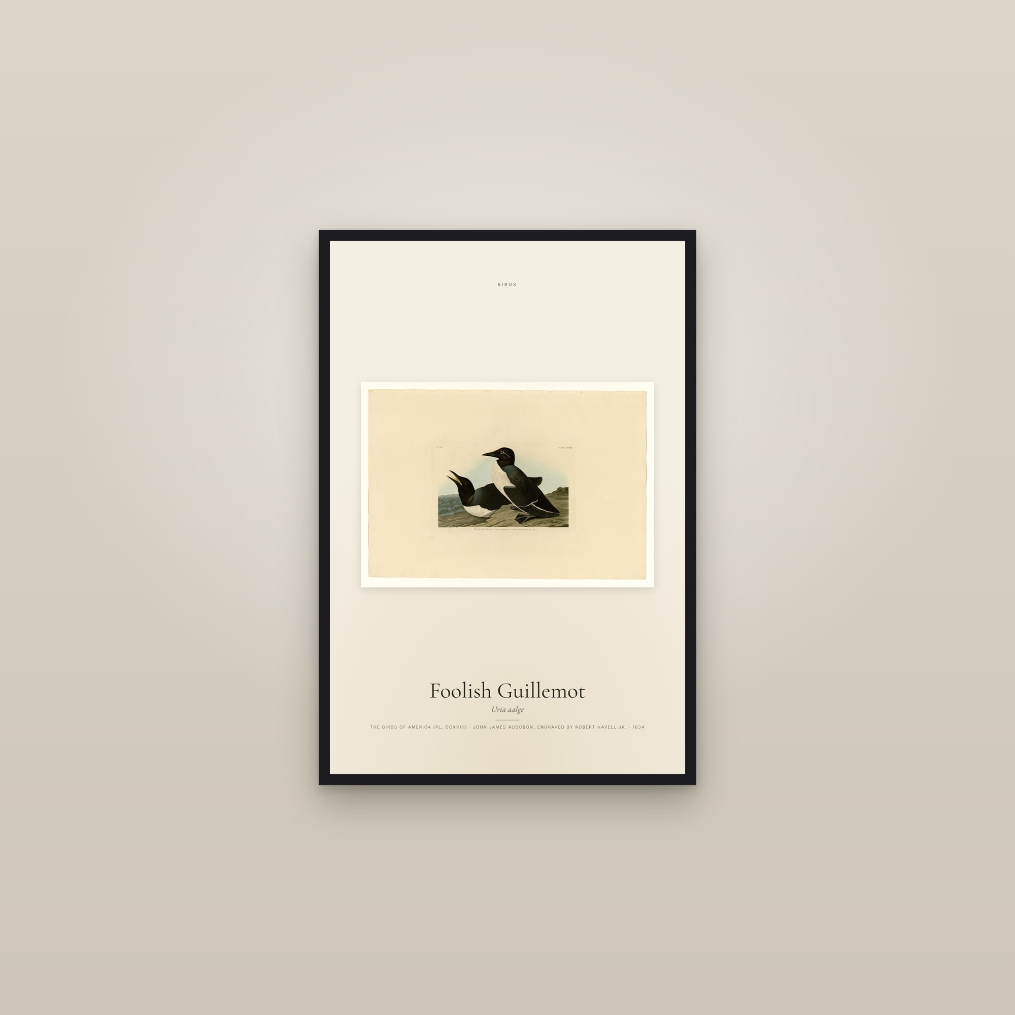 Foolish Guillemot — framed in a gallery setting