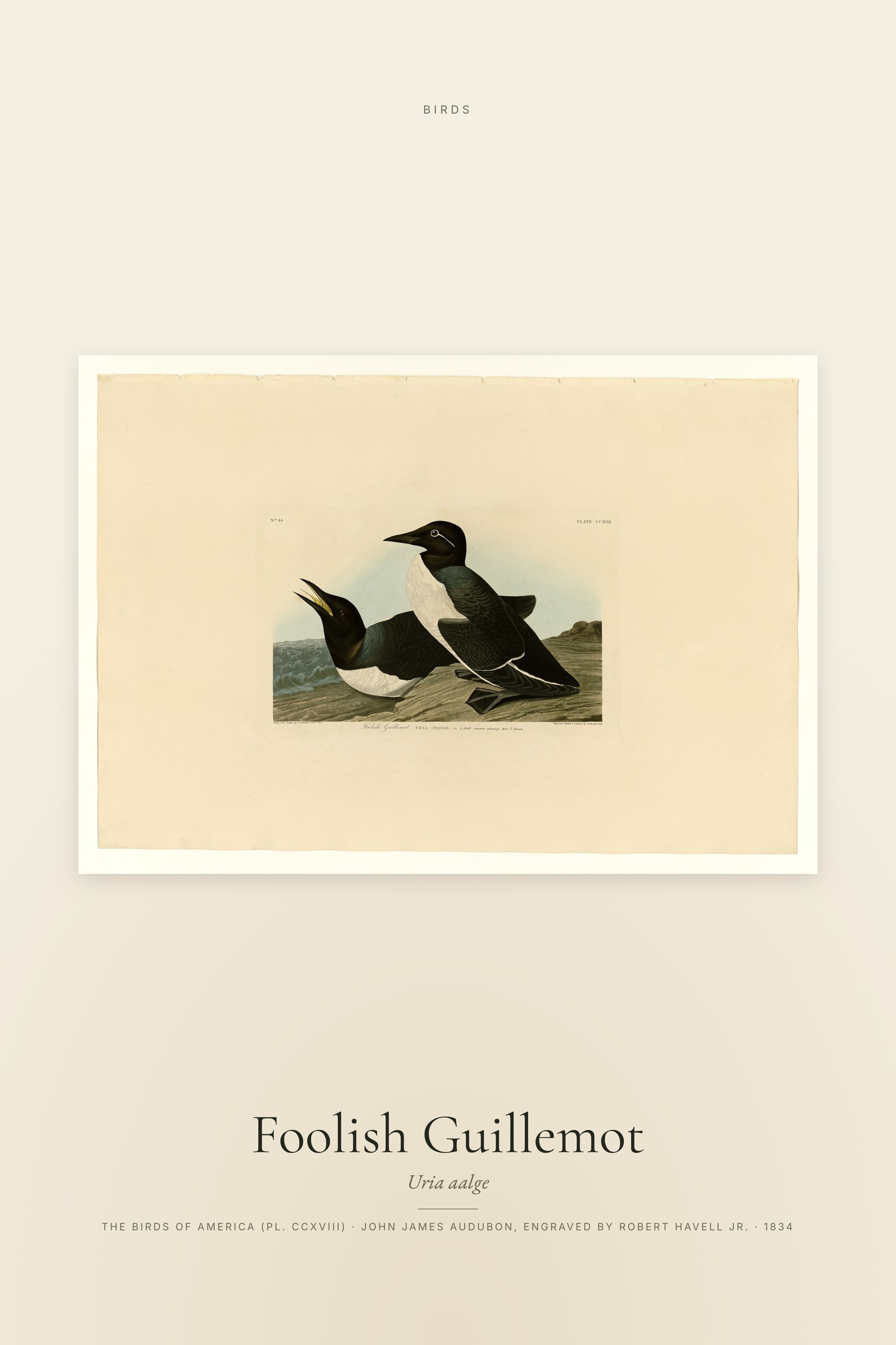 Foolish Guillemot