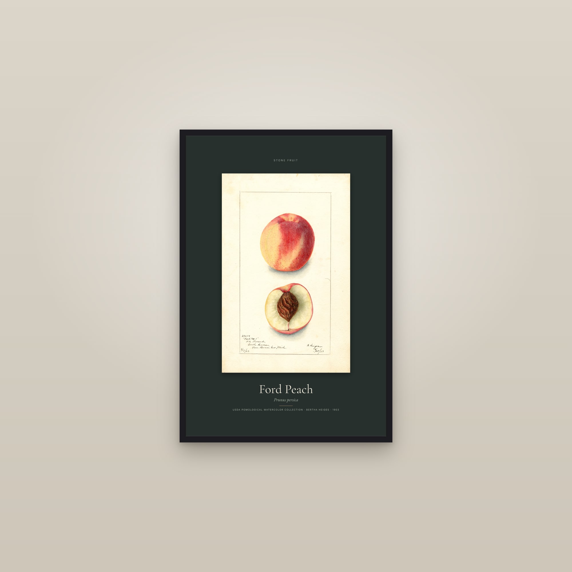 Ford Peach — Specimen — framed in a gallery setting