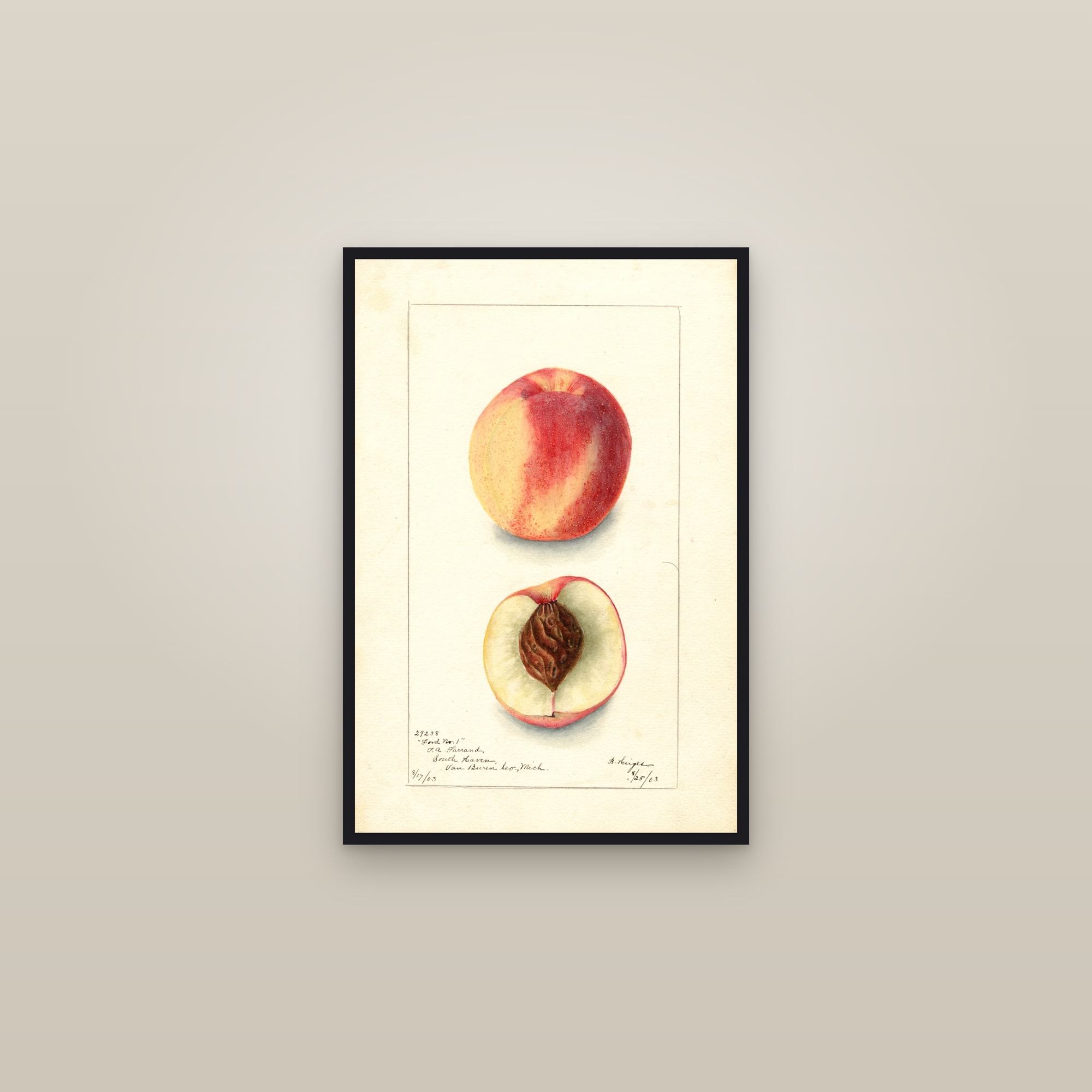 Ford Peach — framed in a gallery setting