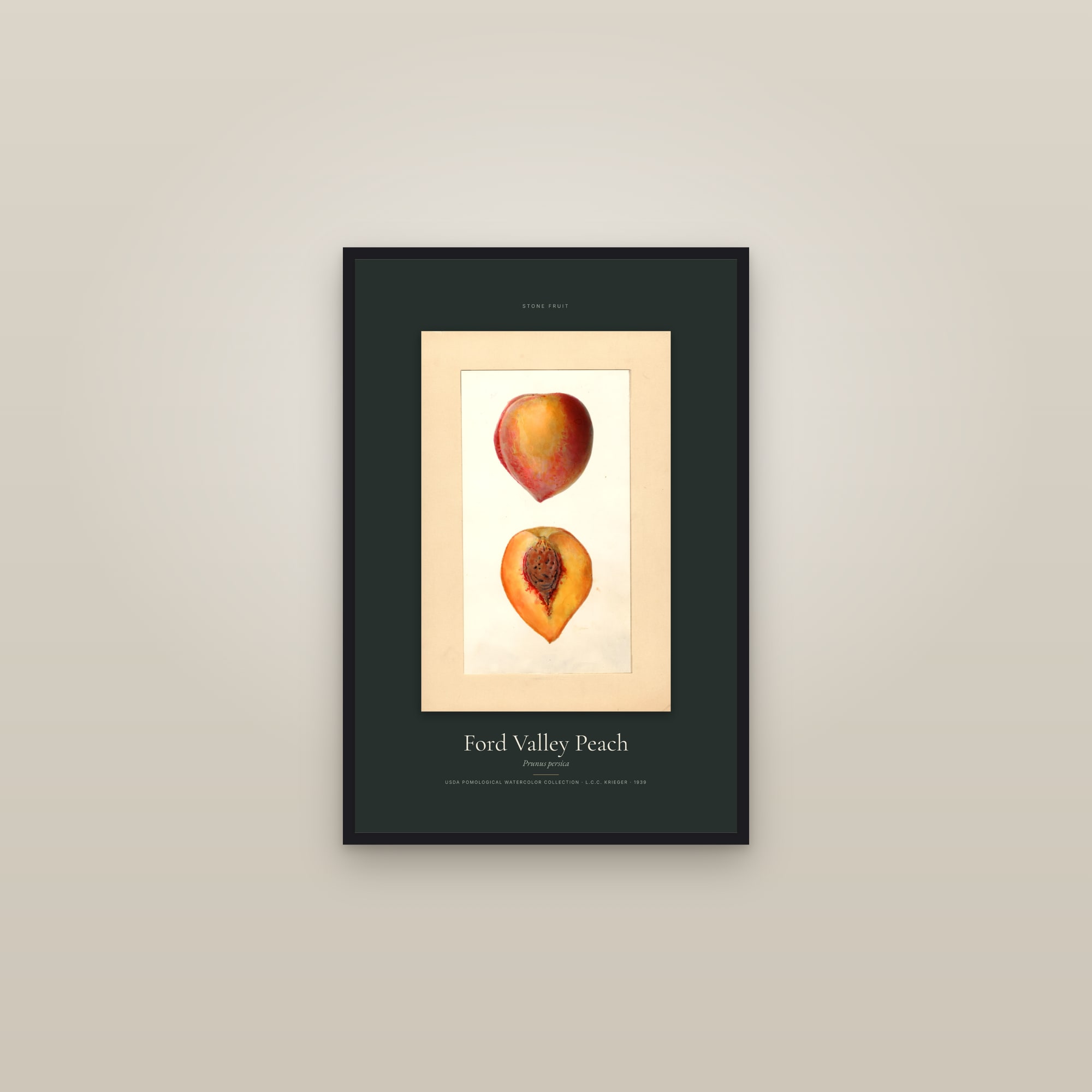 Ford Valley Peach — Specimen — framed in a gallery setting