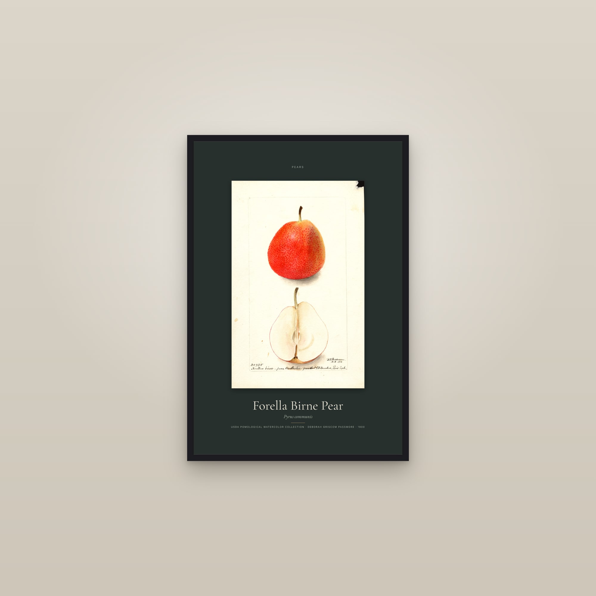 Forella Birne Pear — Specimen — framed in a gallery setting