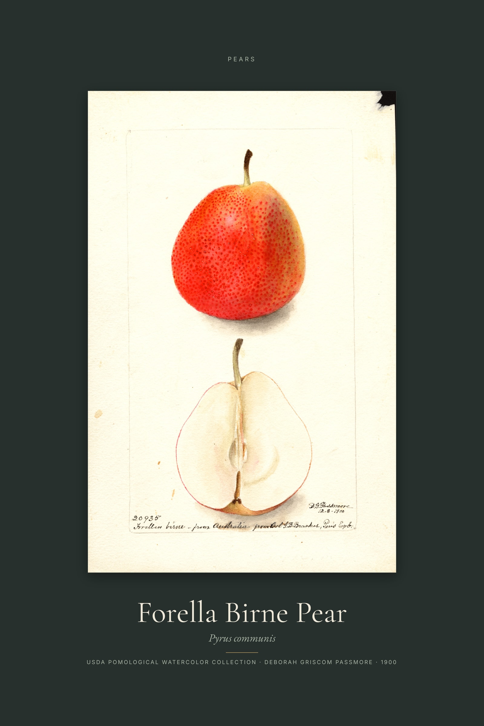 Forella Birne Pear — Specimen