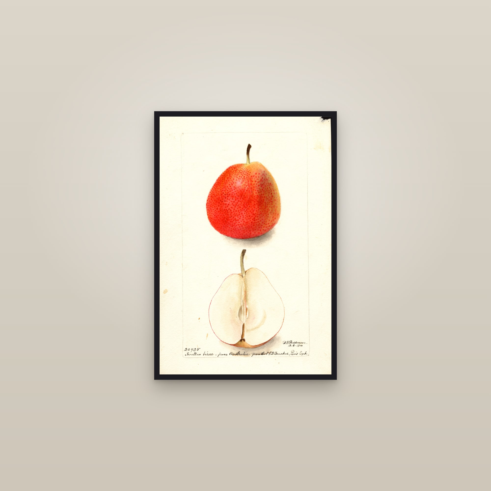 Forella Birne Pear — framed in a gallery setting