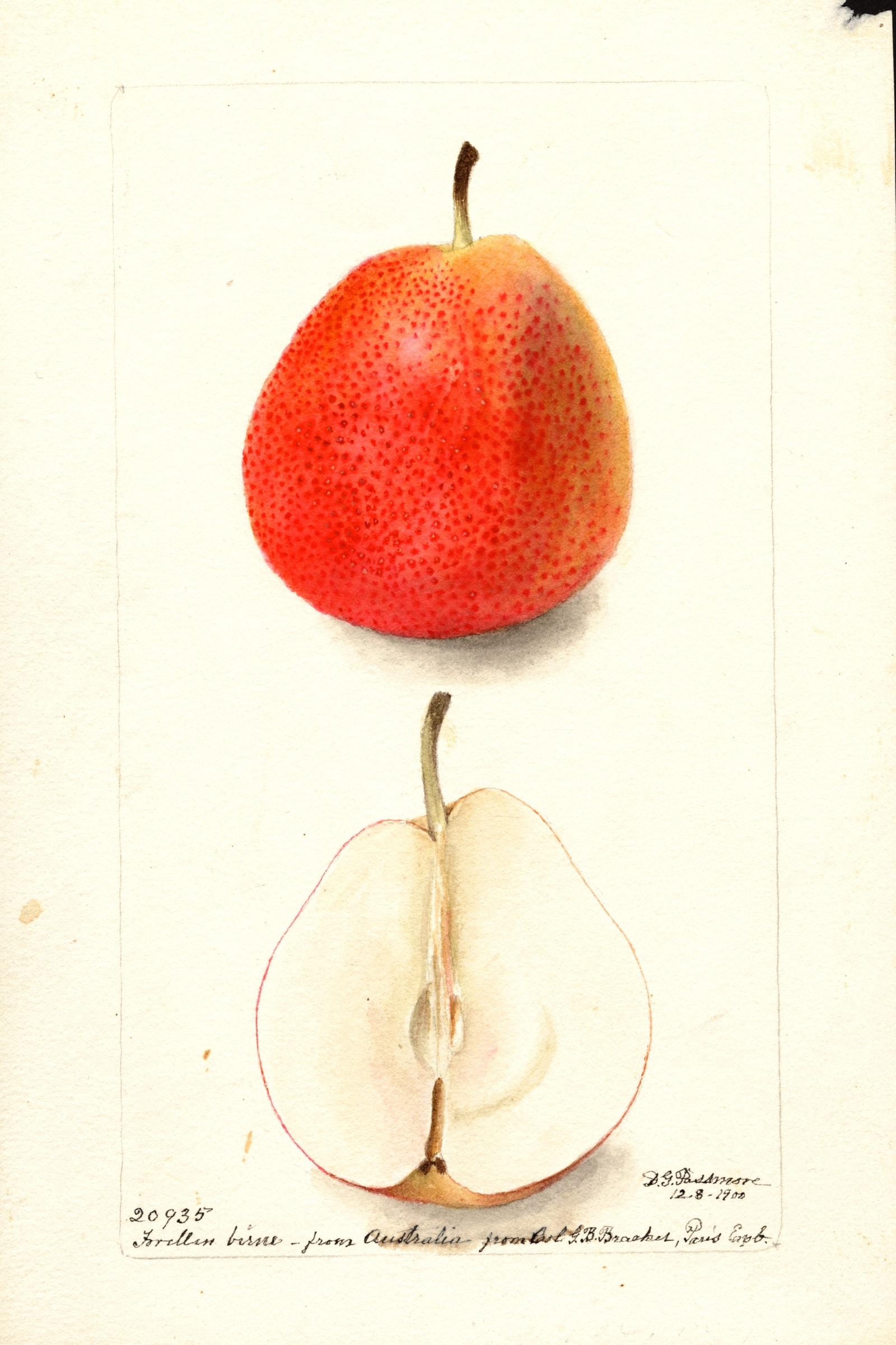Forella Birne Pear