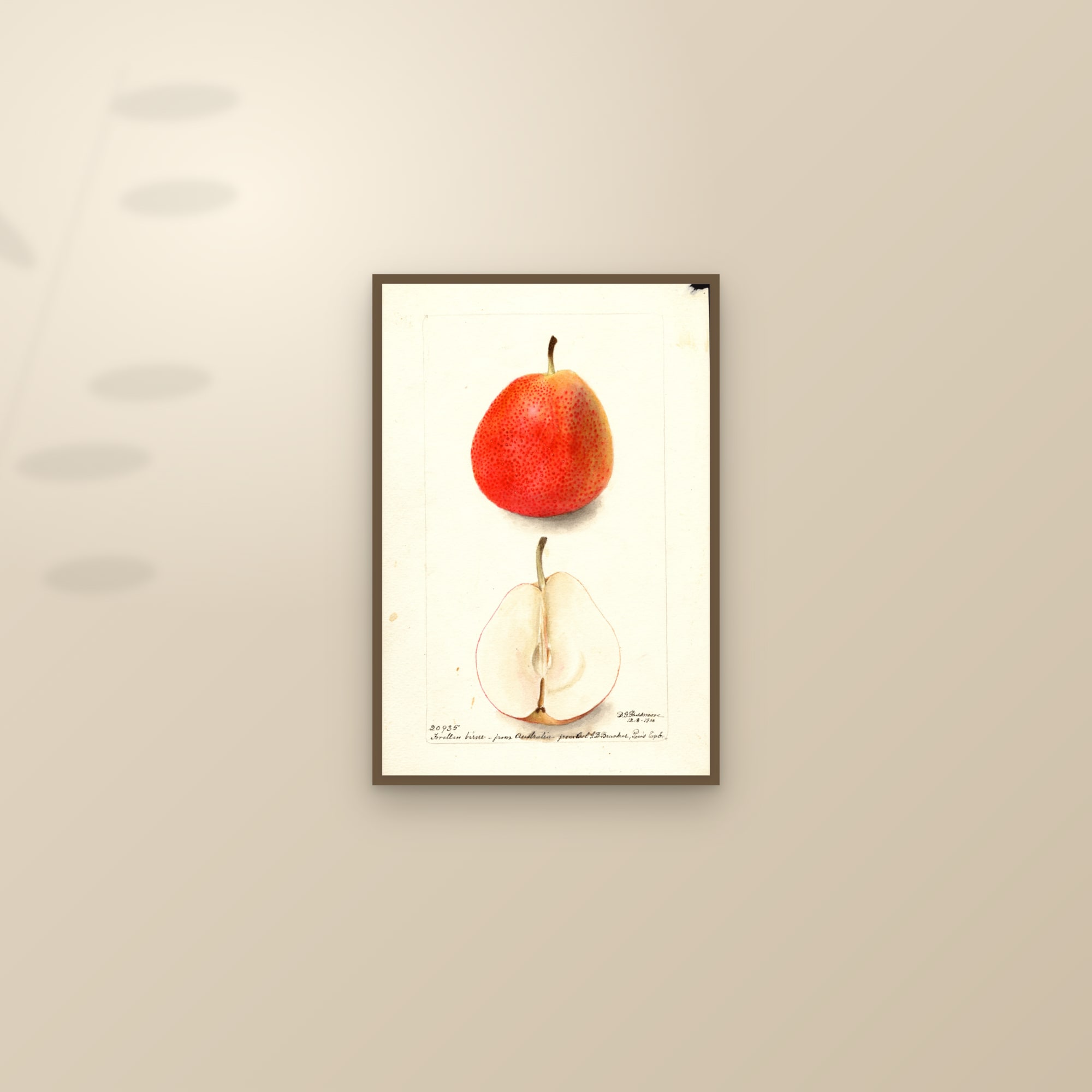 Forella Birne Pear — framed and styled on a sunlit wall