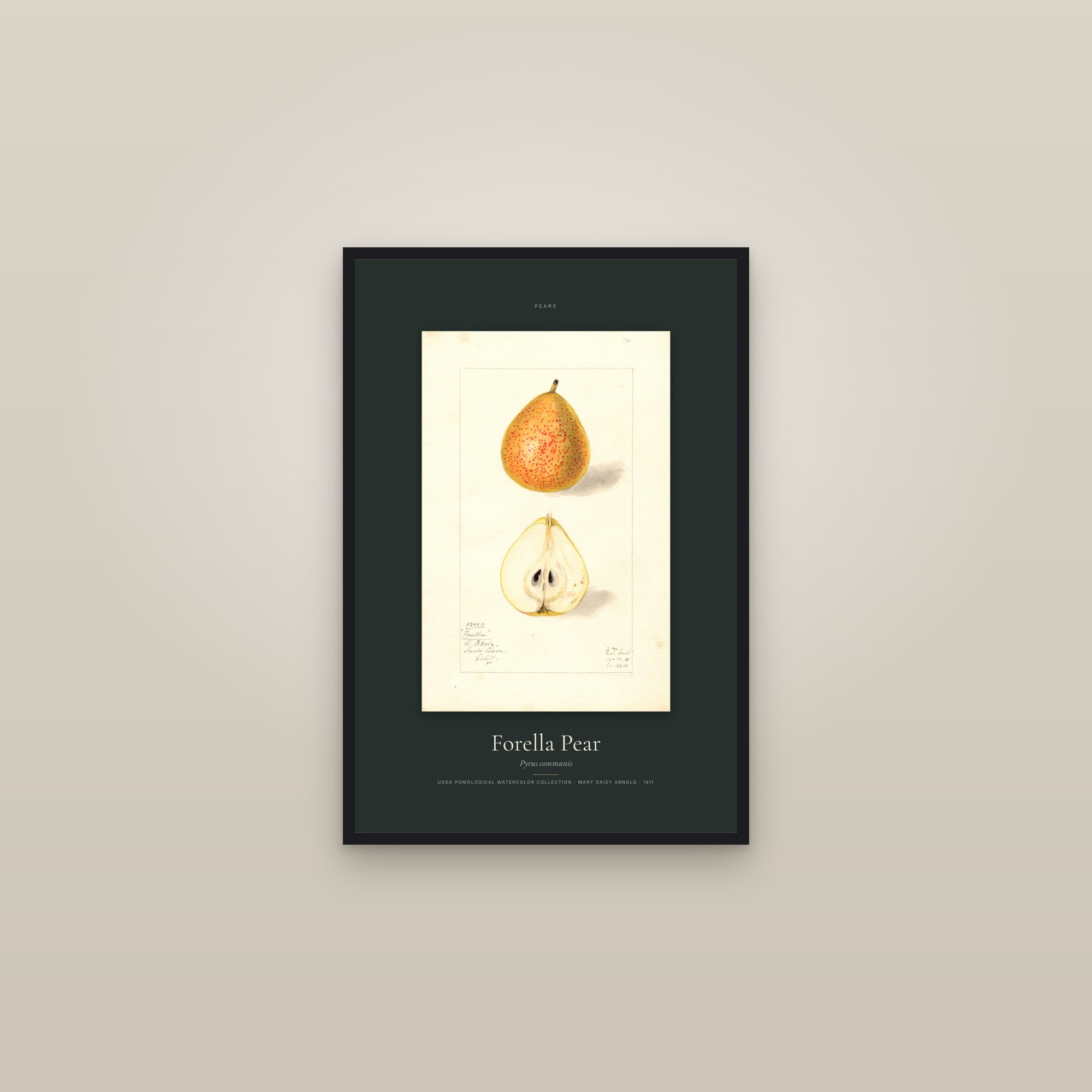 Forella Pear — Specimen — framed in a gallery setting