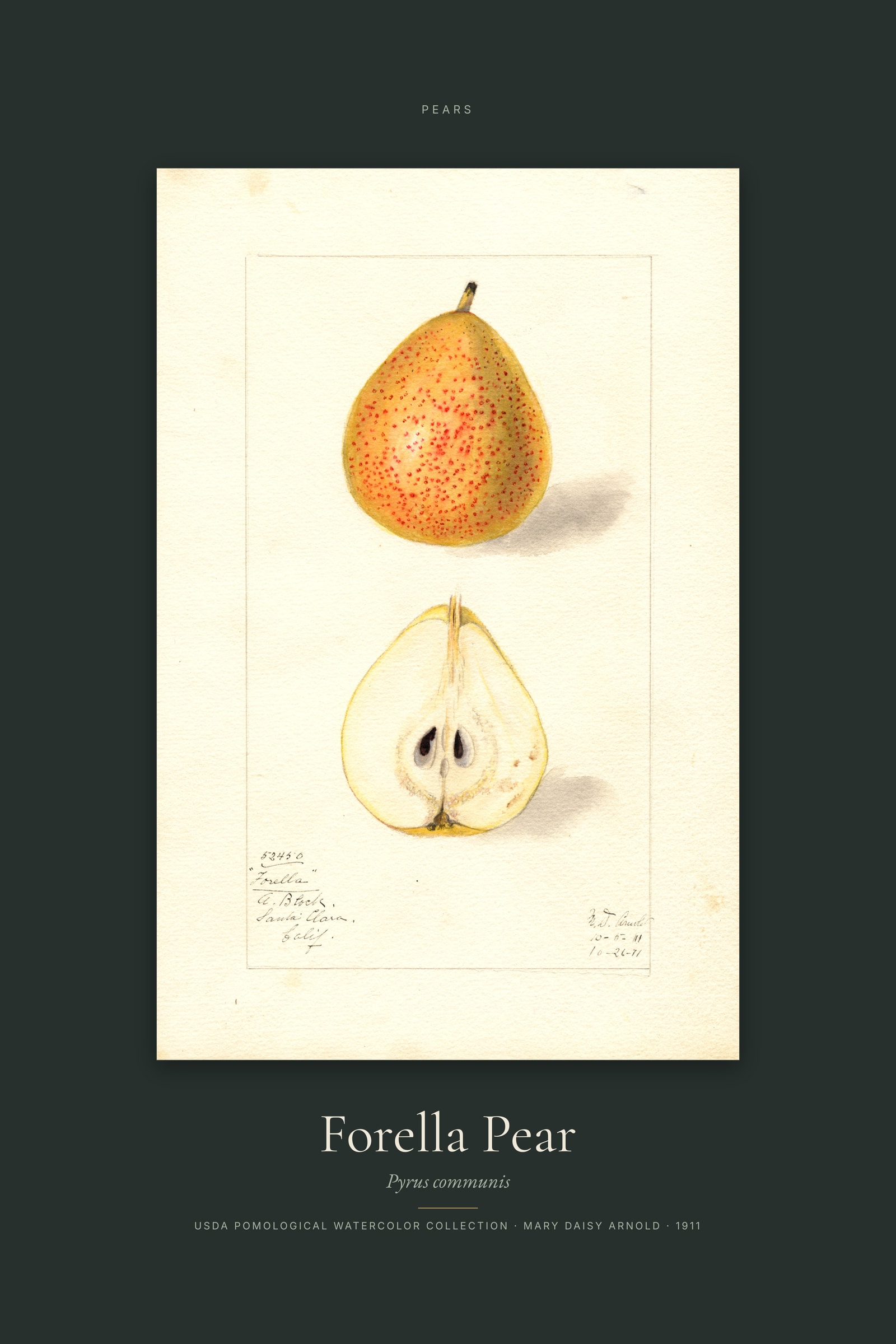 Forella Pear — Specimen