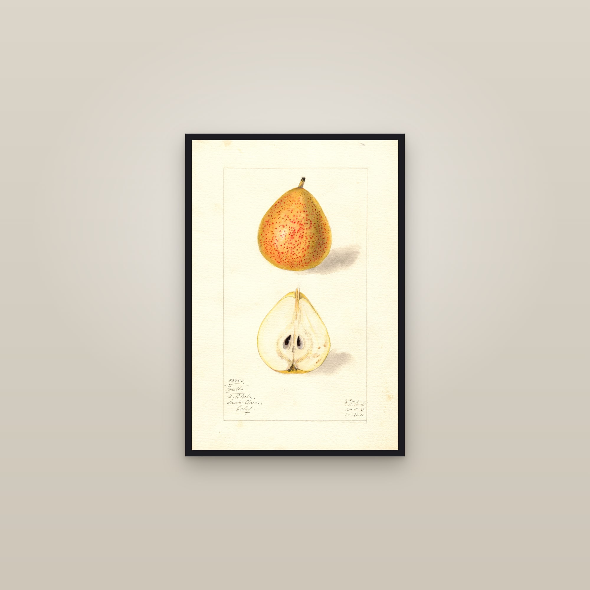 Forella Pear — framed in a gallery setting