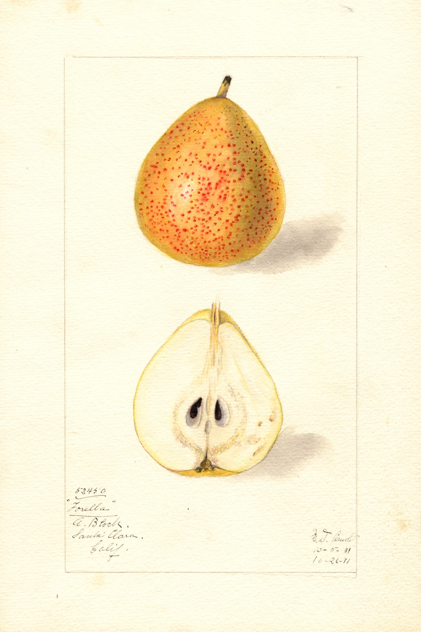 Forella Pear