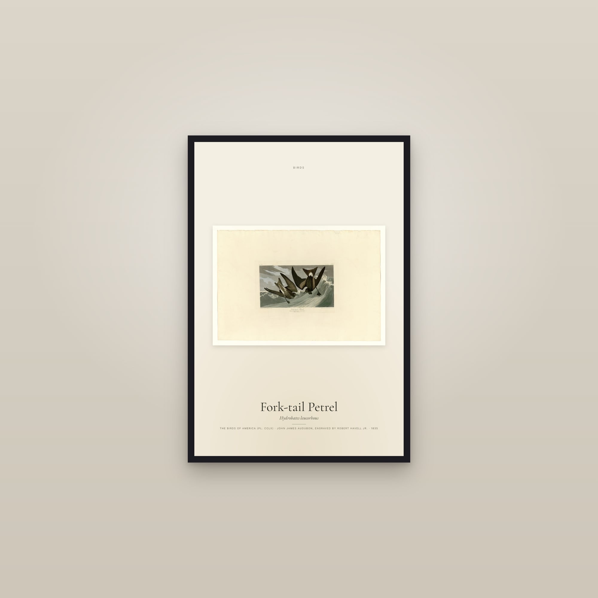 Fork-tail Petrel — framed in a gallery setting