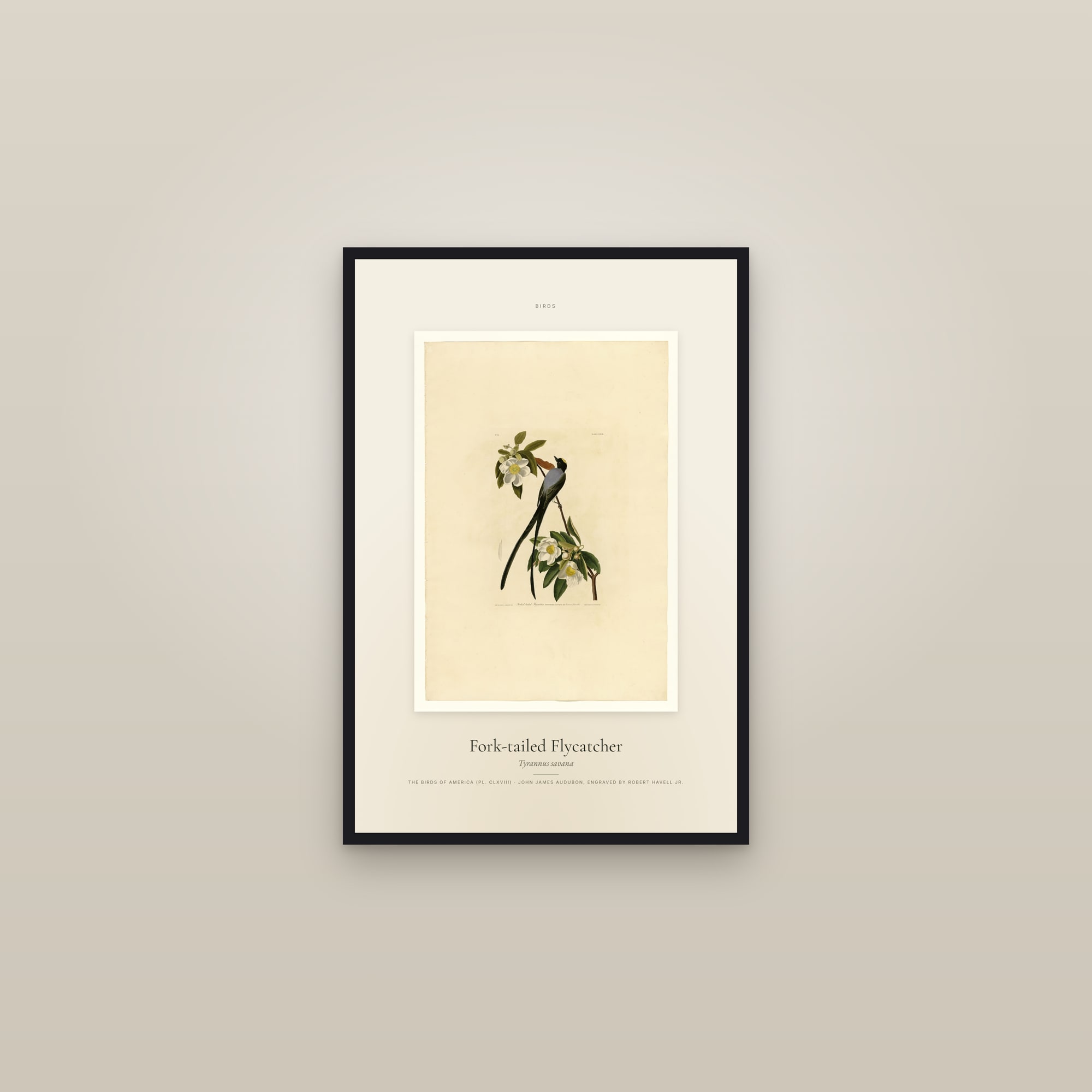 Fork-tailed Flycatcher — Specimen — framed in a gallery setting