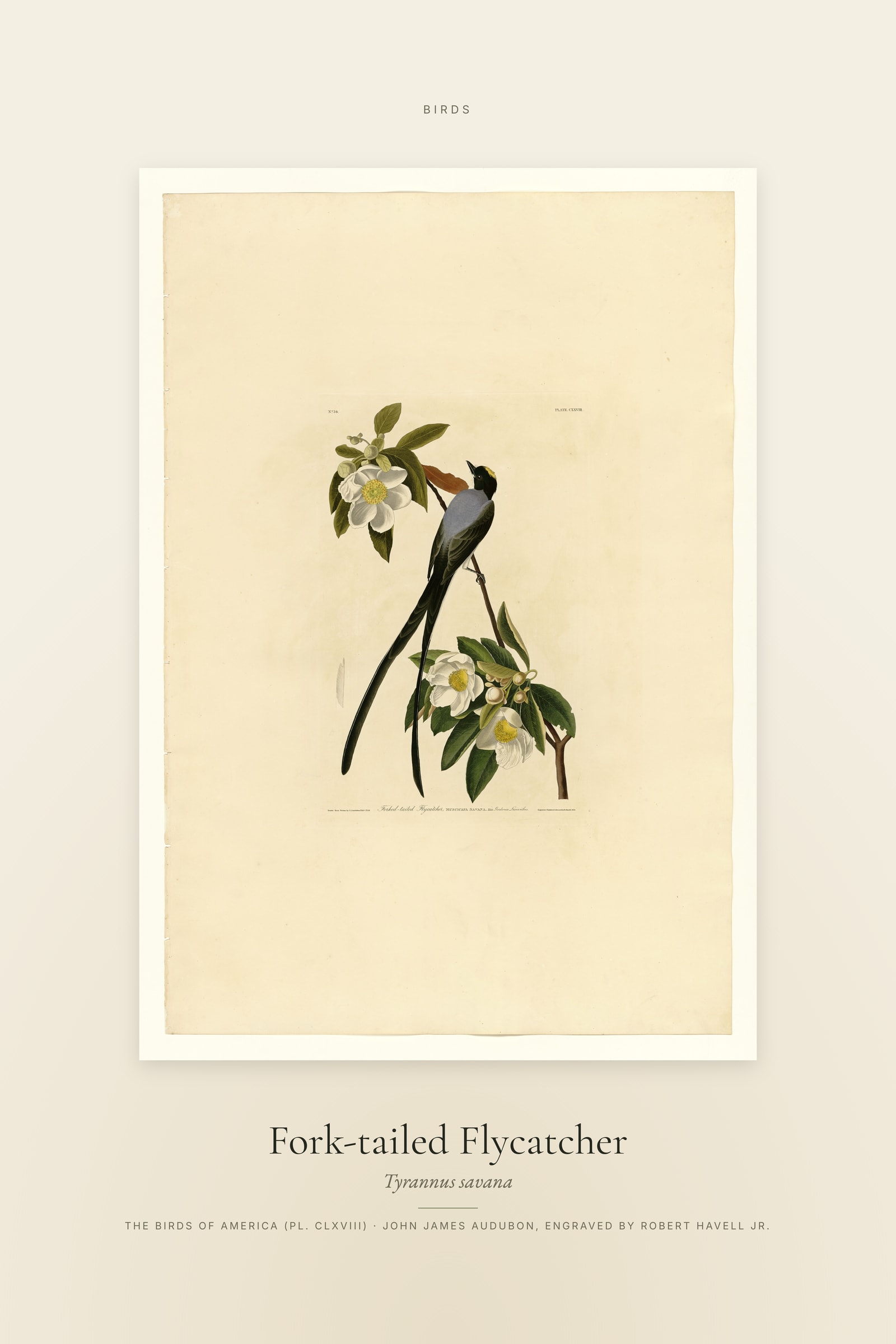 Fork-tailed Flycatcher — Specimen
