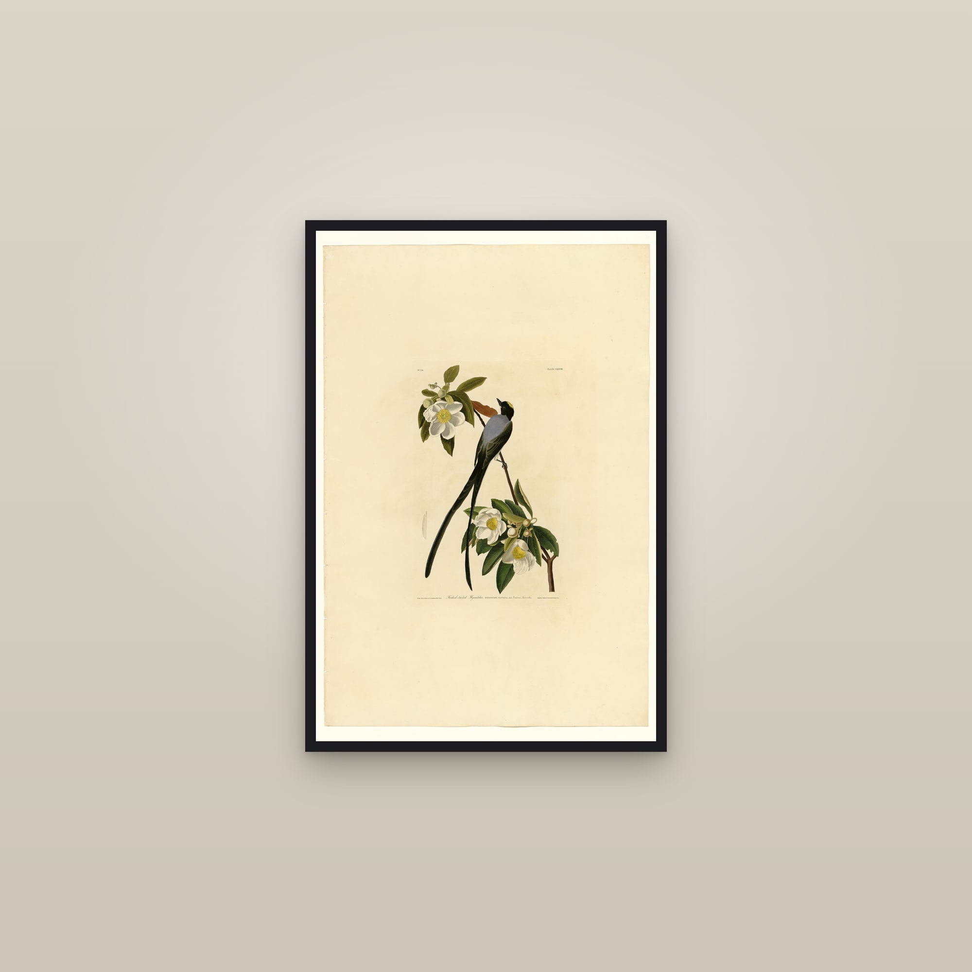 Fork-tailed Flycatcher — framed in a gallery setting