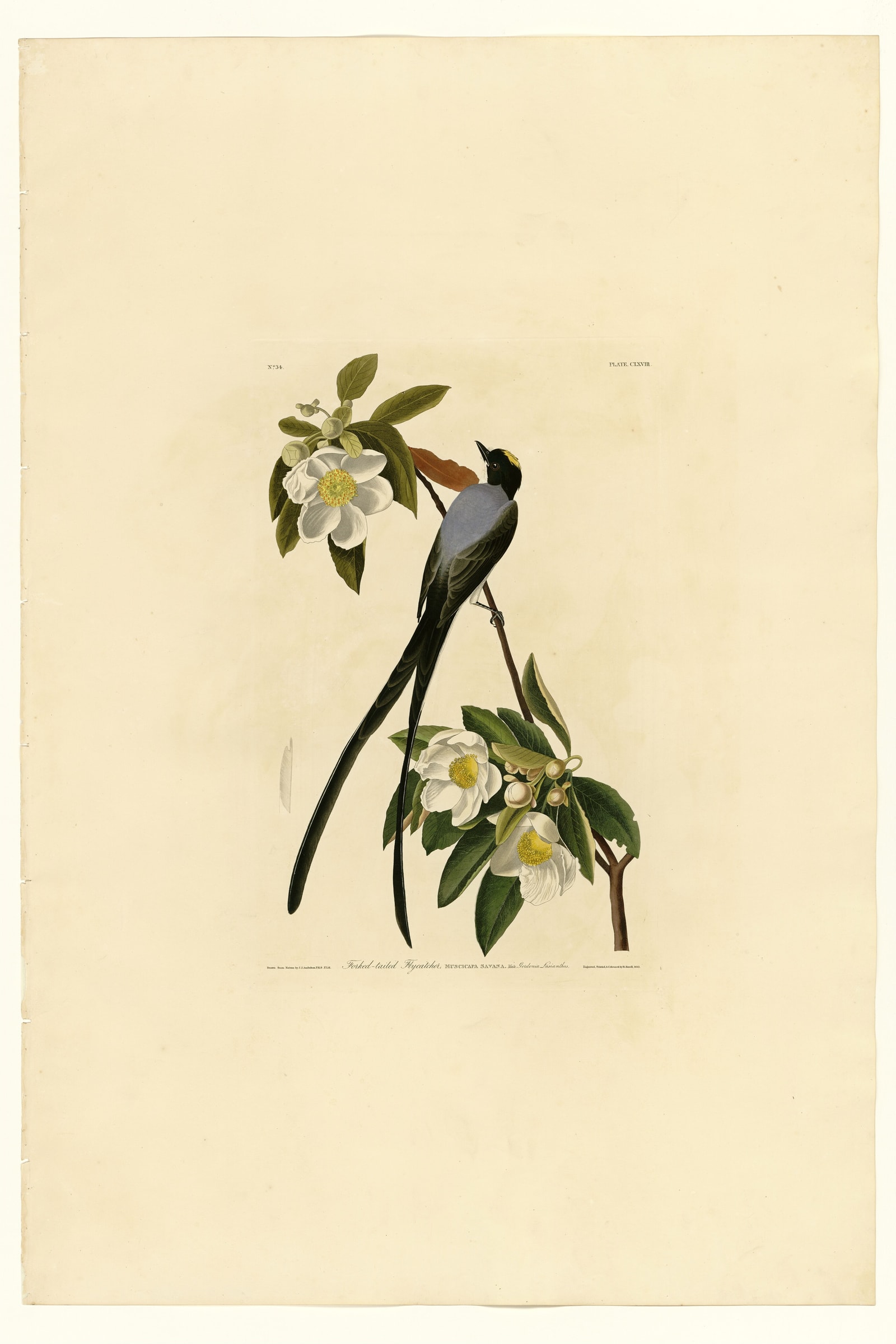 Fork-tailed Flycatcher