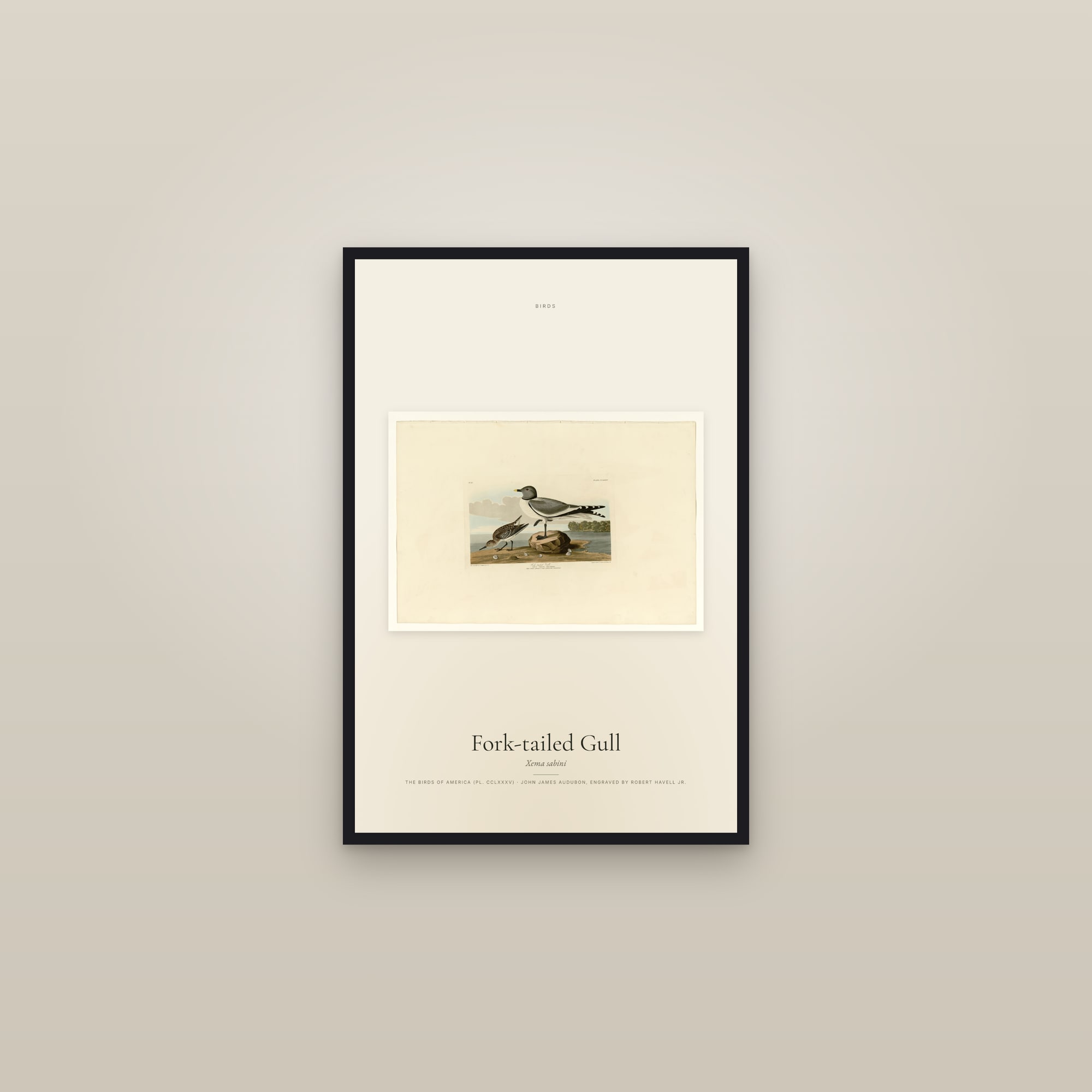 Fork-tailed Gull — framed in a gallery setting