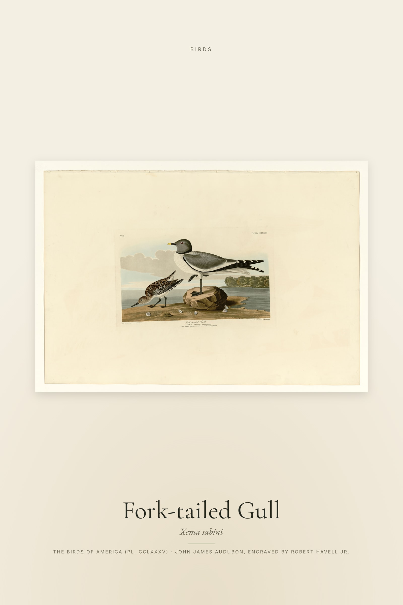 Fork-tailed Gull