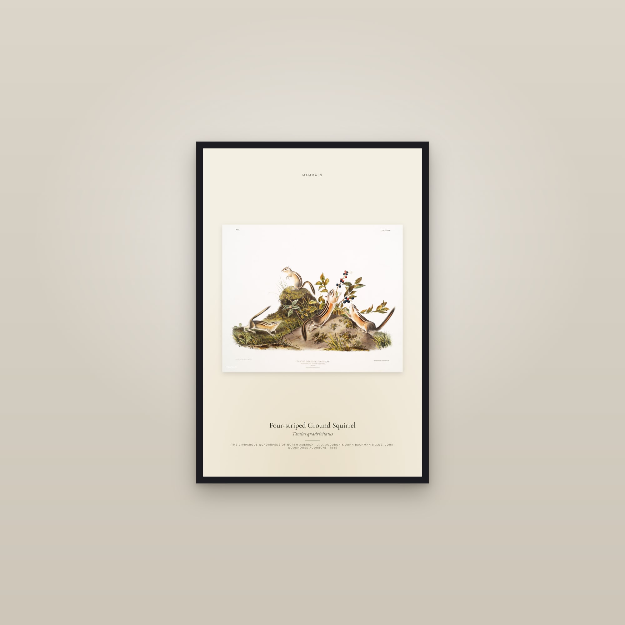 Four-striped Ground Squirrel — framed in a gallery setting