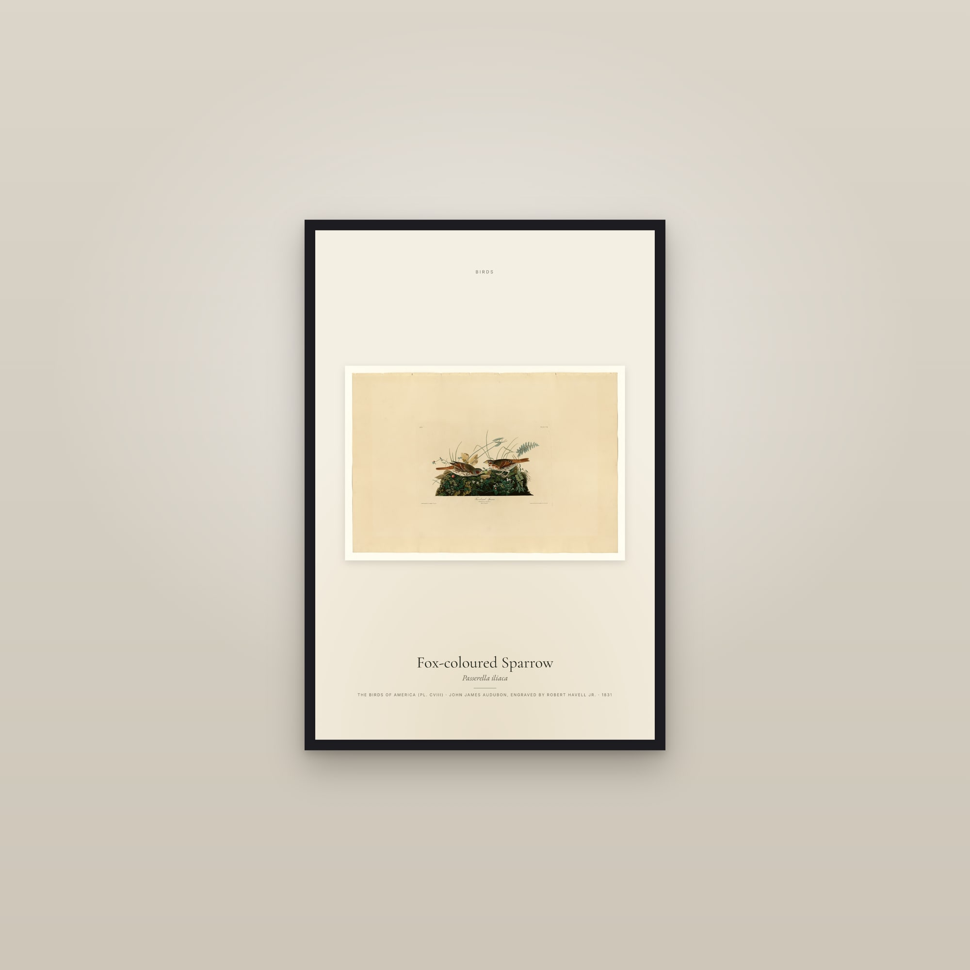 Fox-coloured Sparrow — framed in a gallery setting
