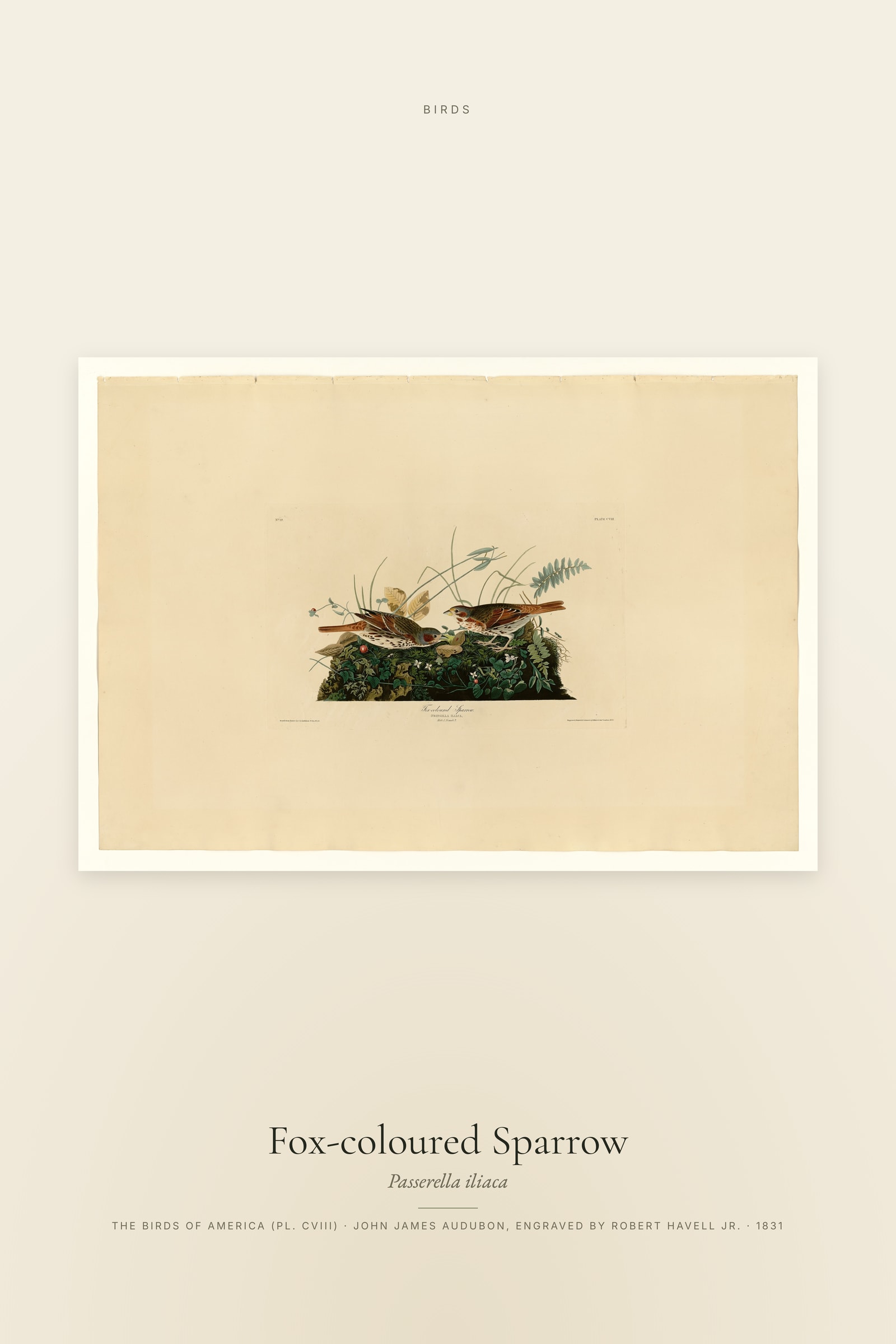 Fox-coloured Sparrow