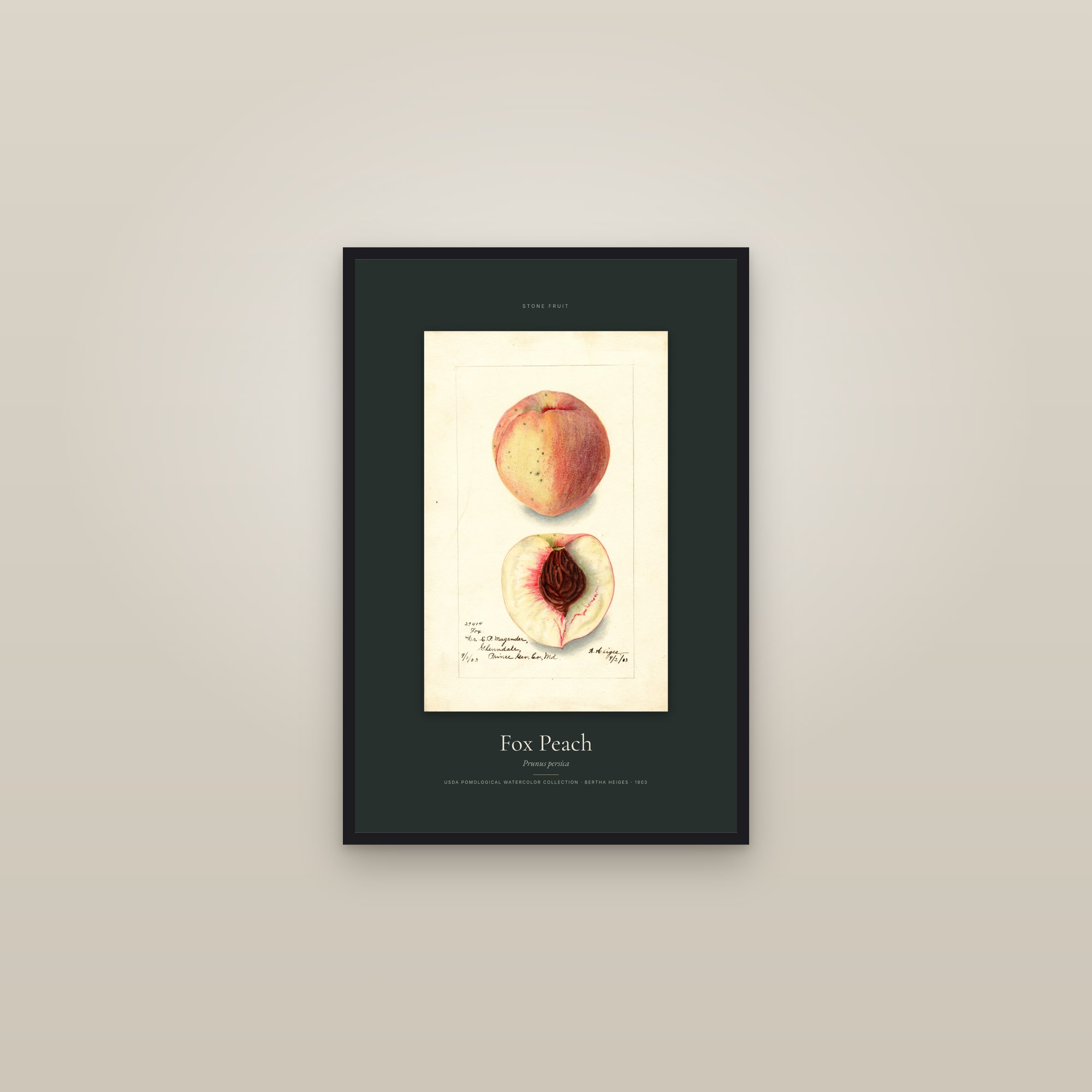 Fox Peach — Specimen — framed in a gallery setting