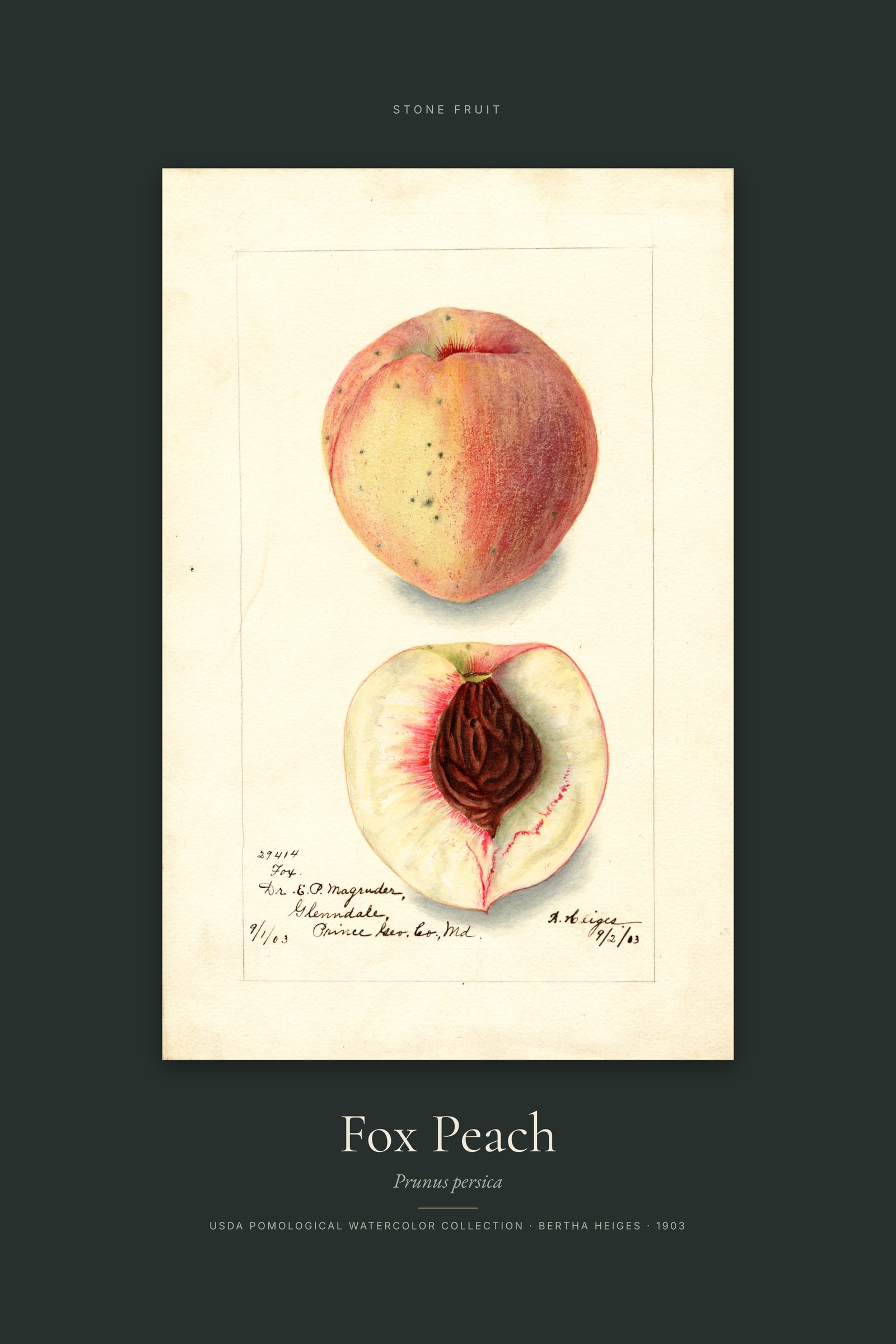 Fox Peach — Specimen