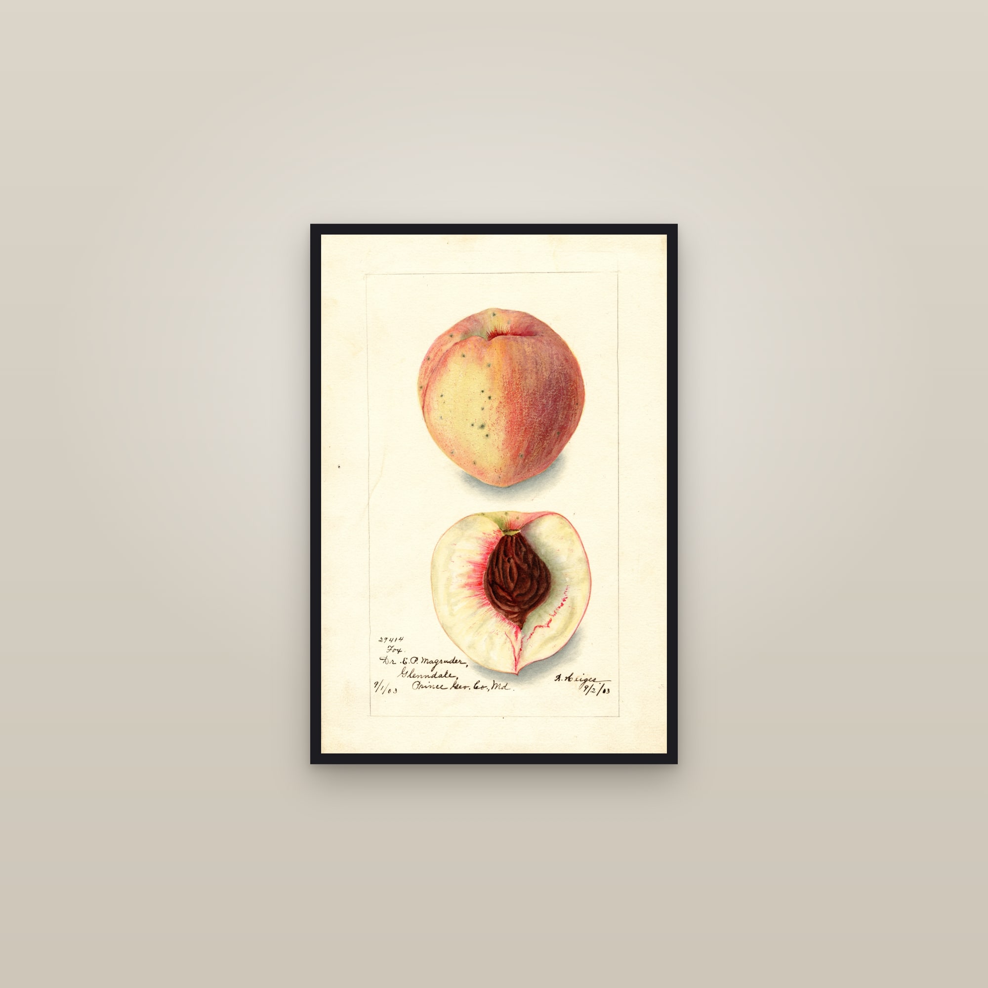 Fox Peach — framed in a gallery setting
