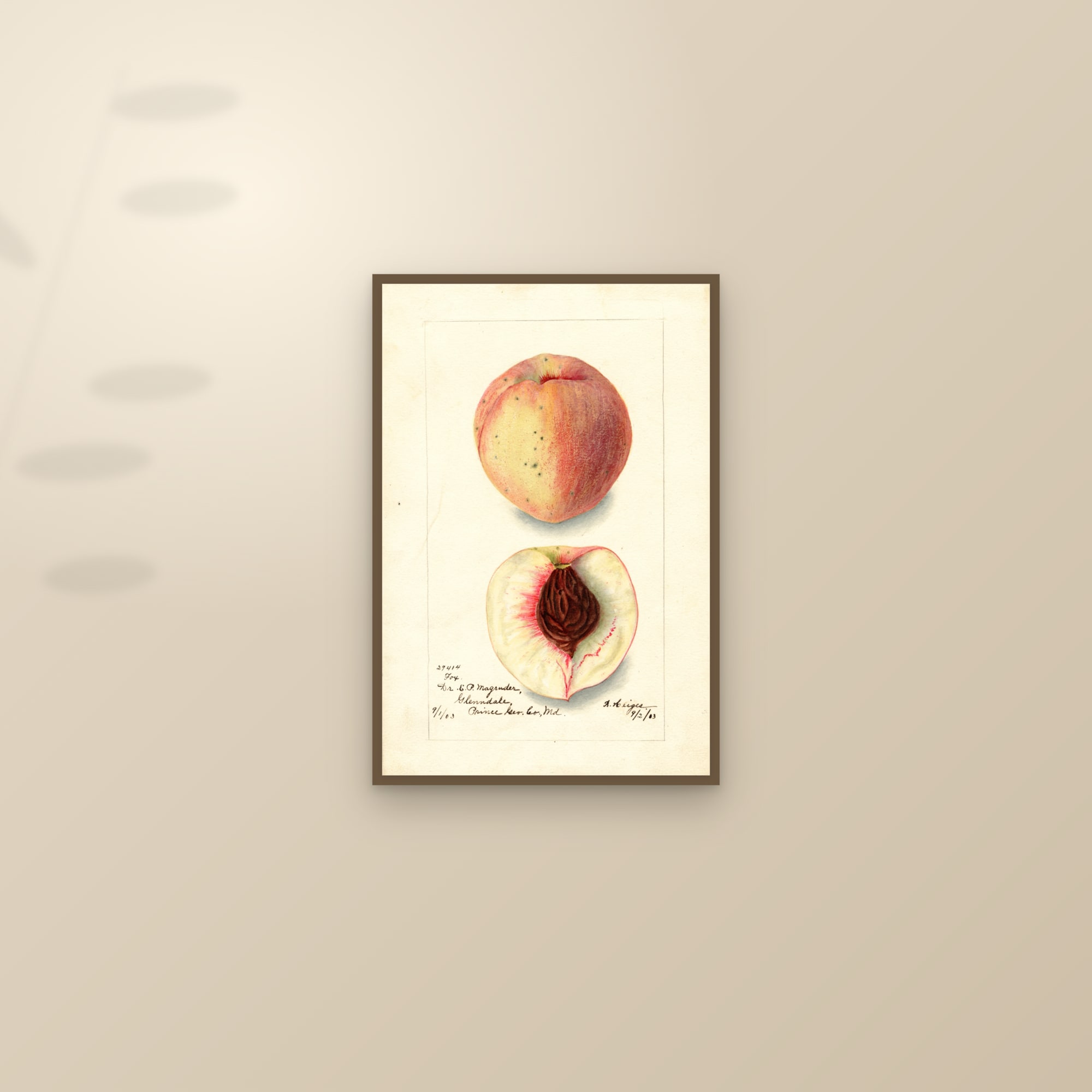 Fox Peach — framed and styled on a sunlit wall
