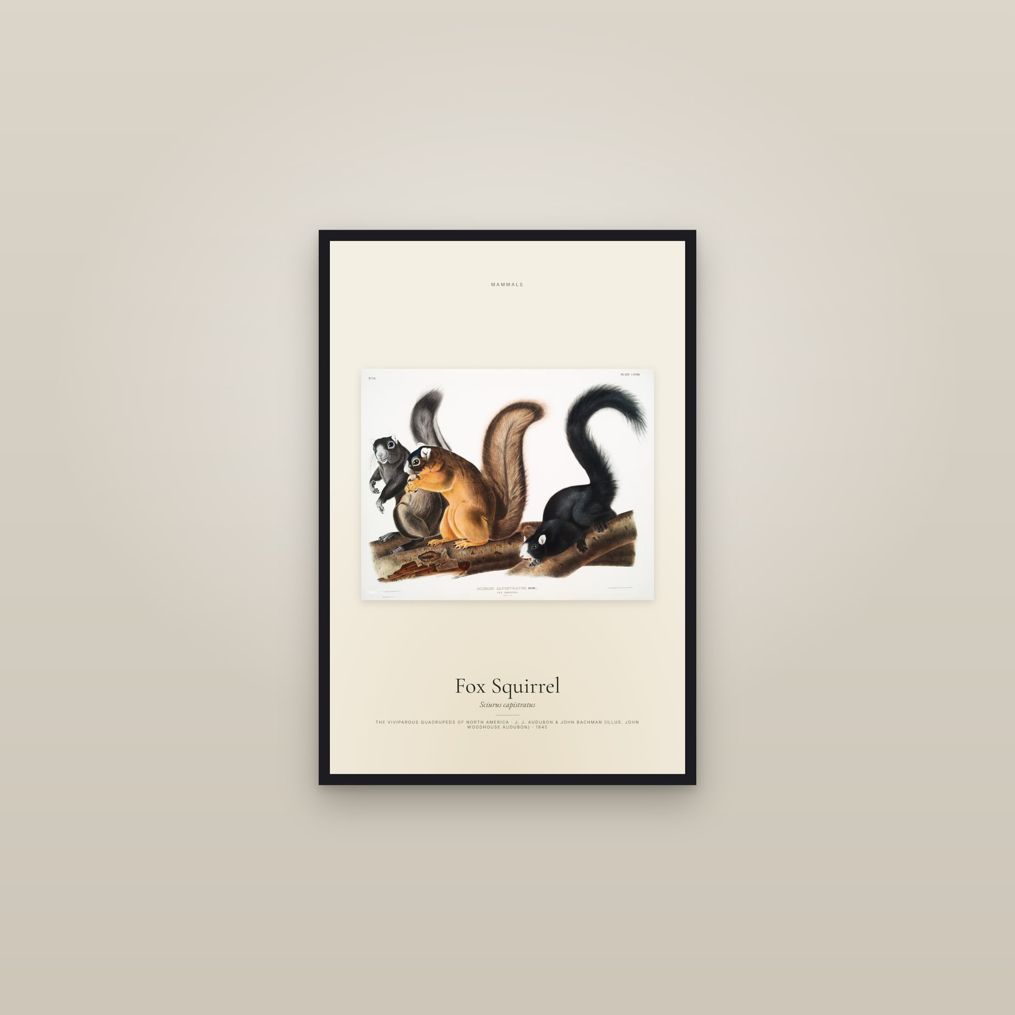 Fox Squirrel — framed in a gallery setting