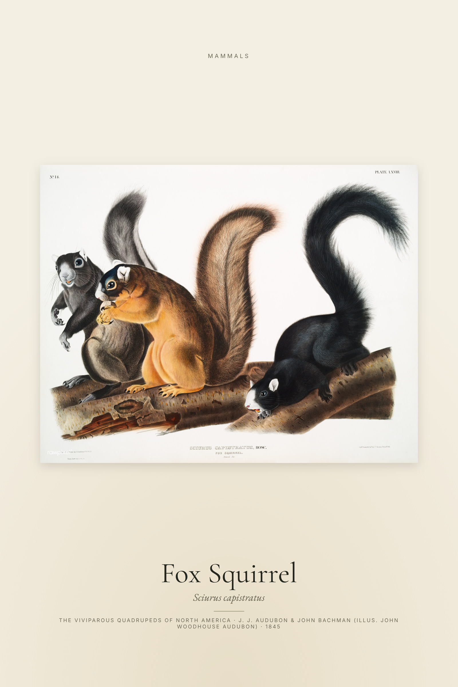 Fox Squirrel