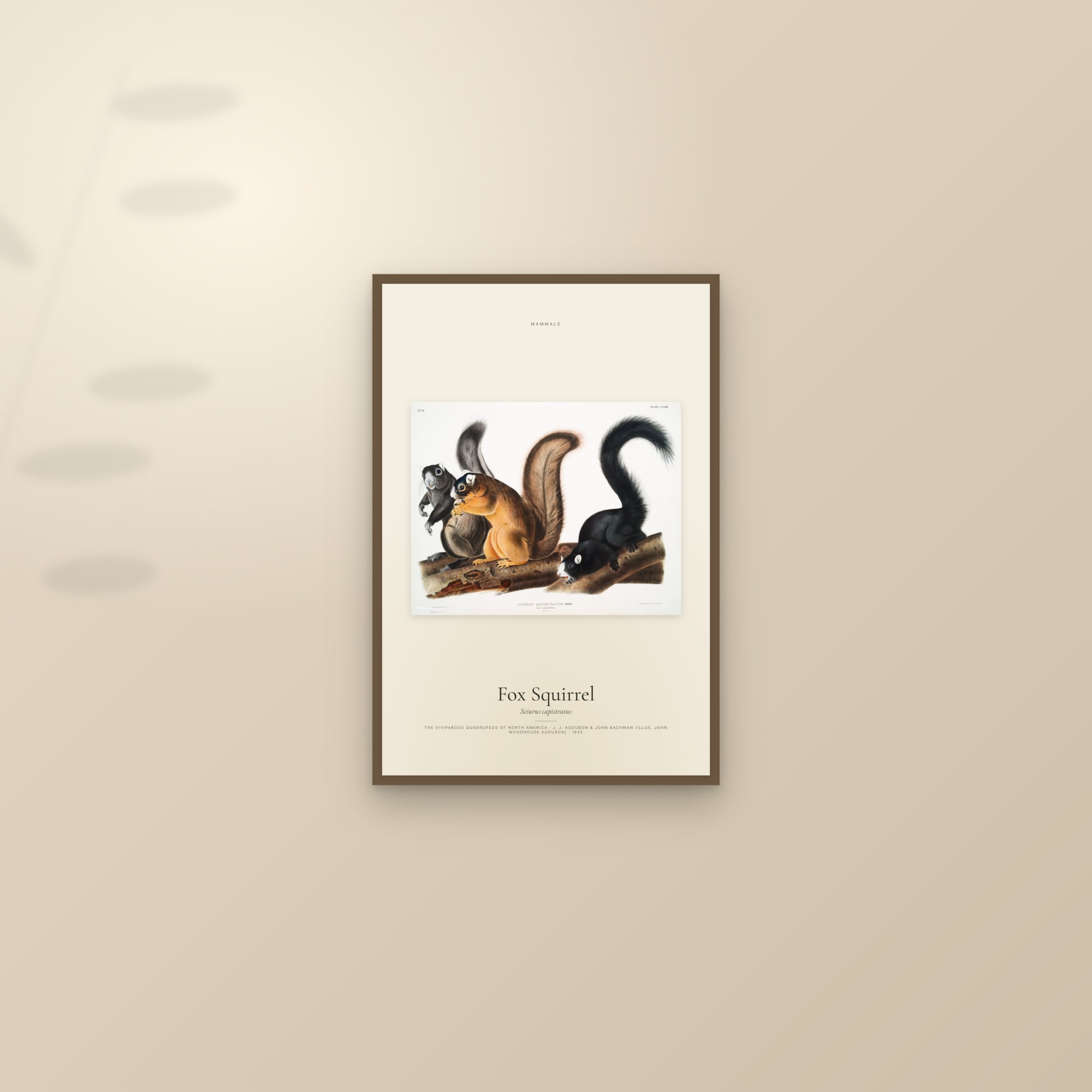 Fox Squirrel — framed and styled on a sunlit wall