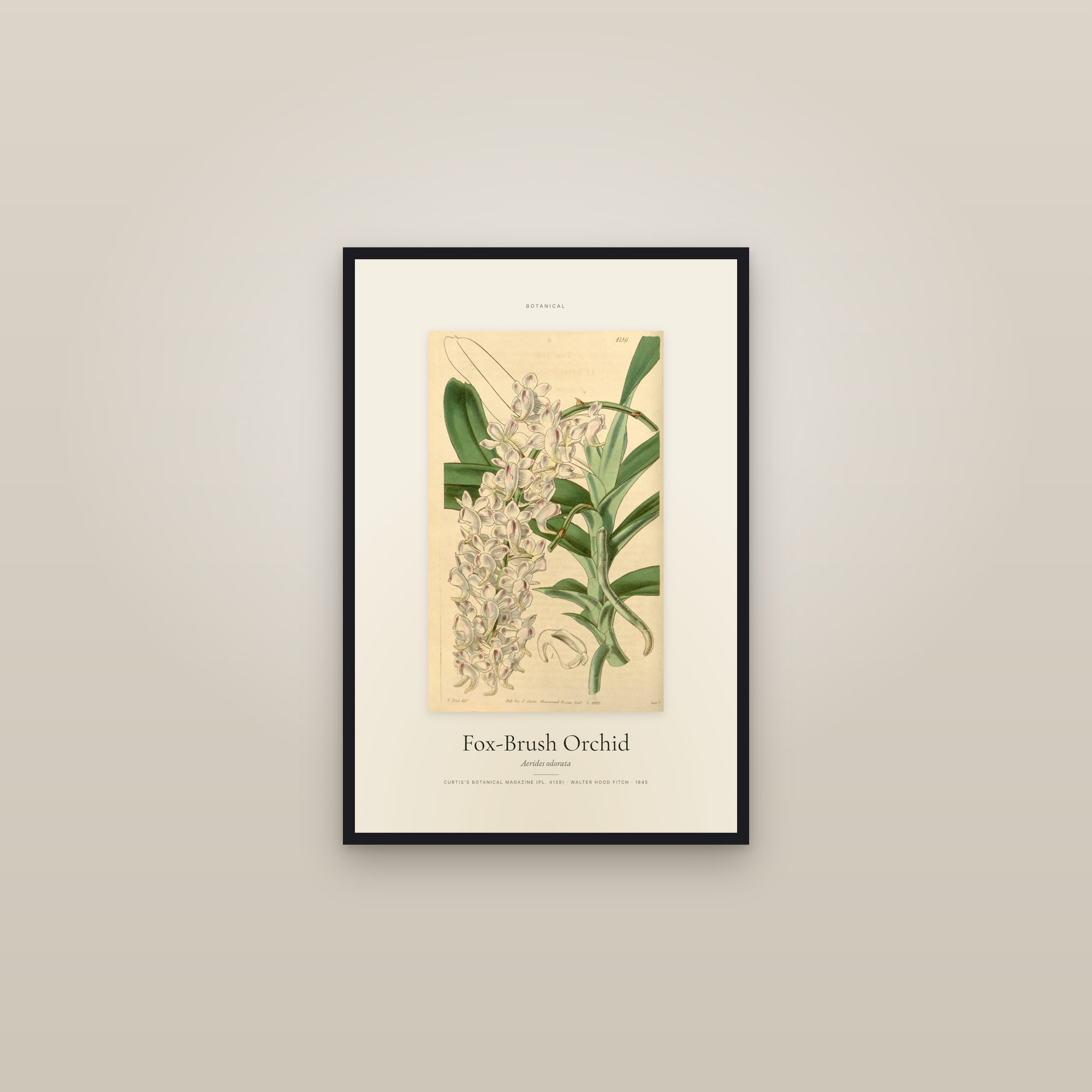 Fox-Brush Orchid — Specimen — framed in a gallery setting