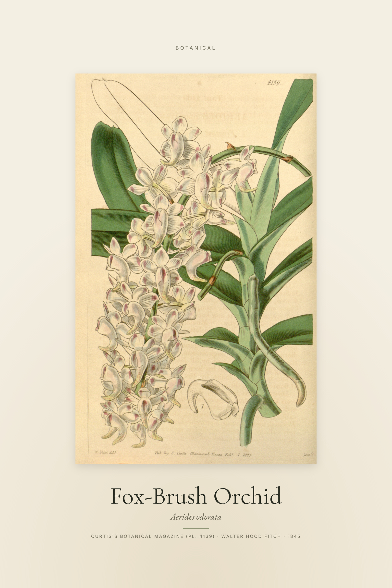 Fox-Brush Orchid — Specimen