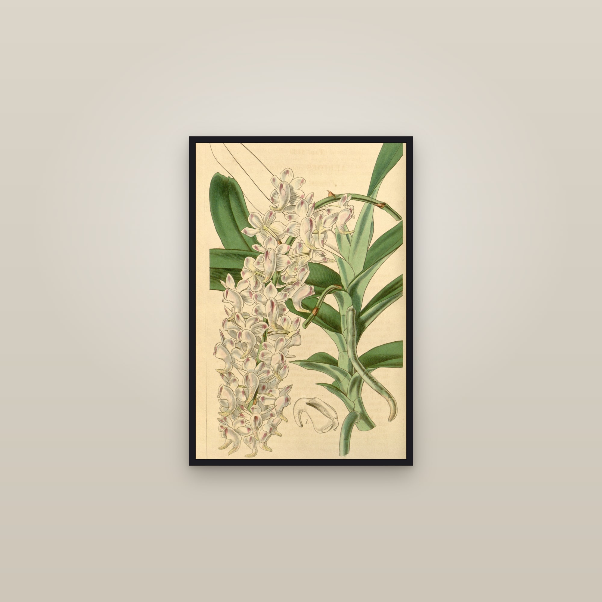 Fox-Brush Orchid — framed in a gallery setting
