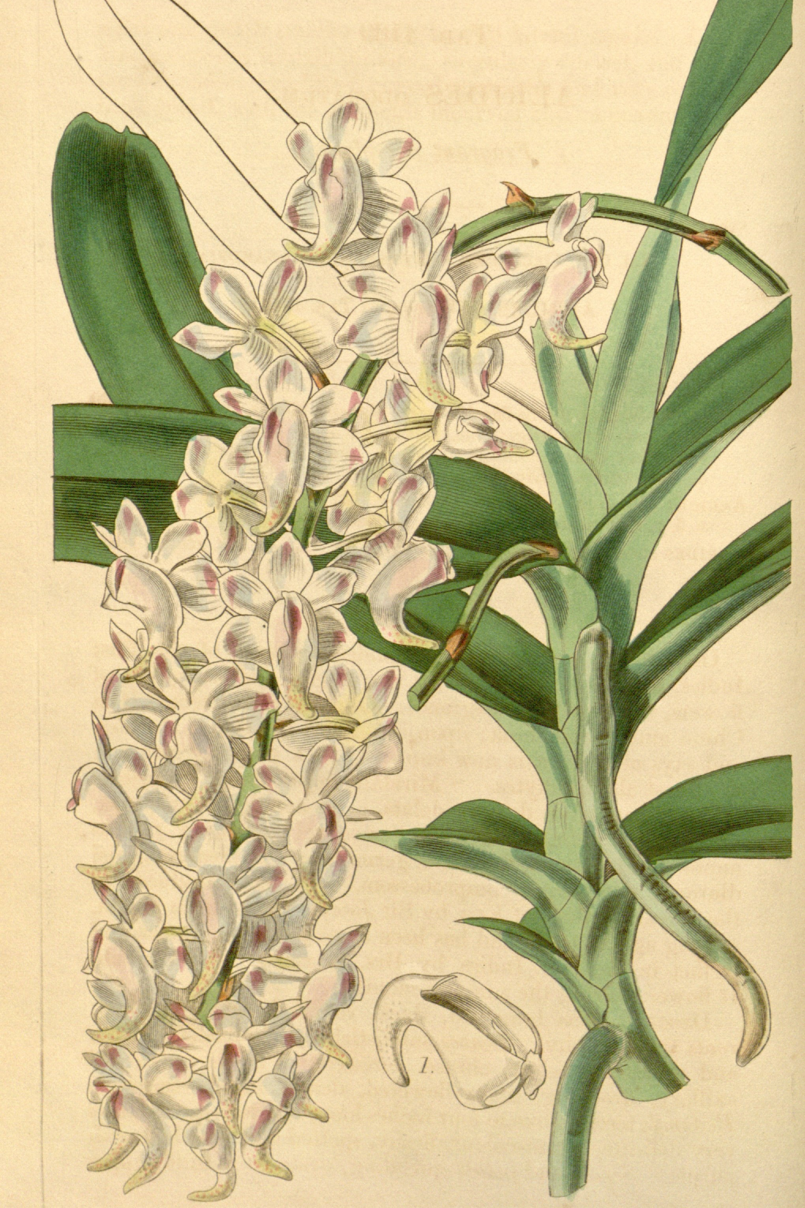 Fox-Brush Orchid
