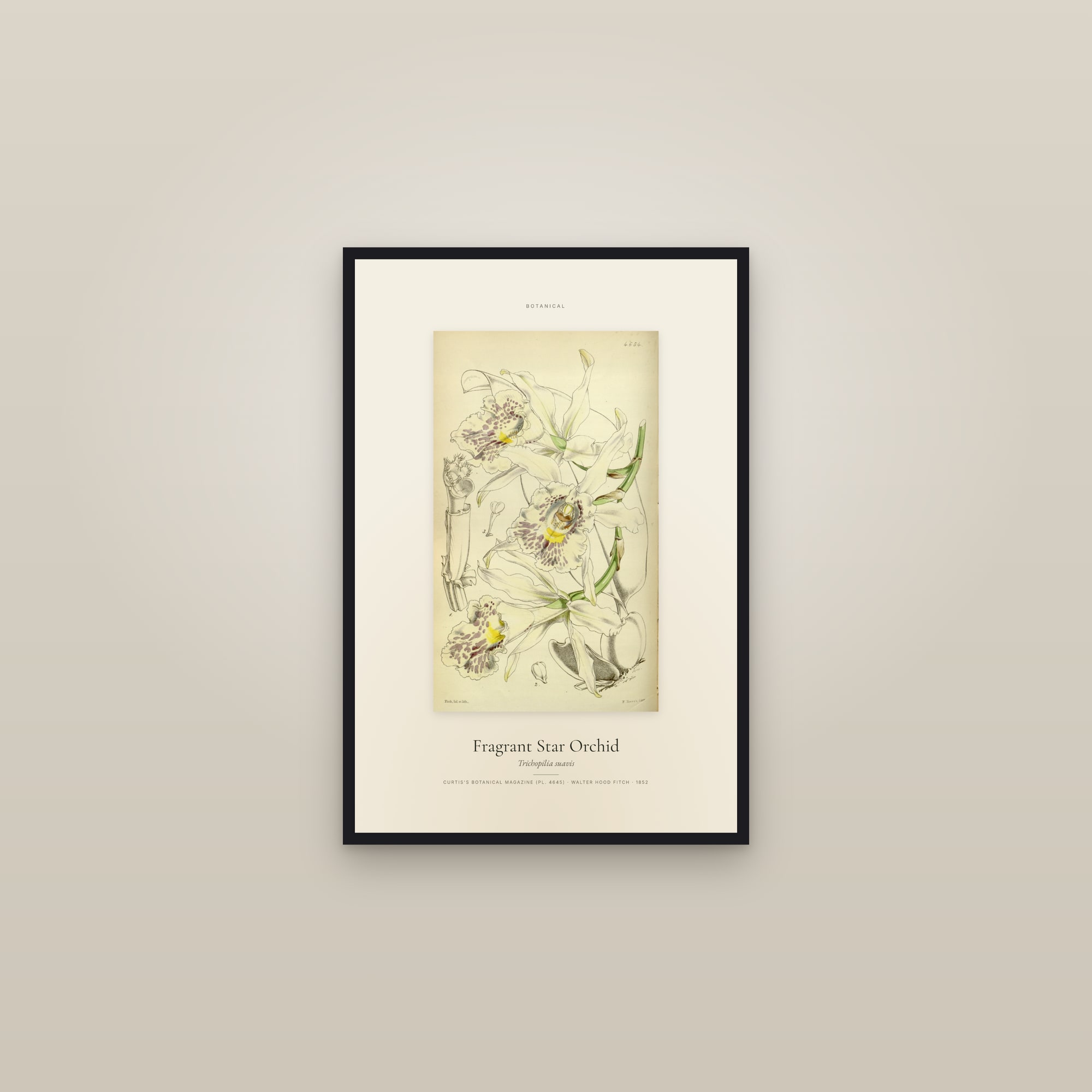 Fragrant Star Orchid — Specimen — framed in a gallery setting
