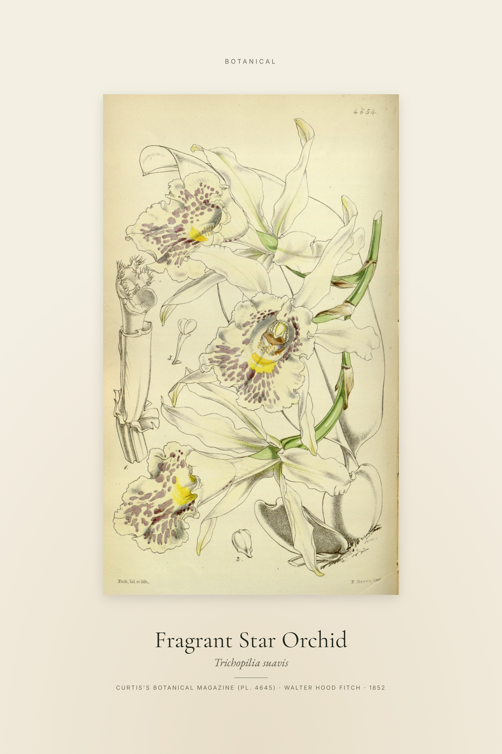 Fragrant Star Orchid — Specimen