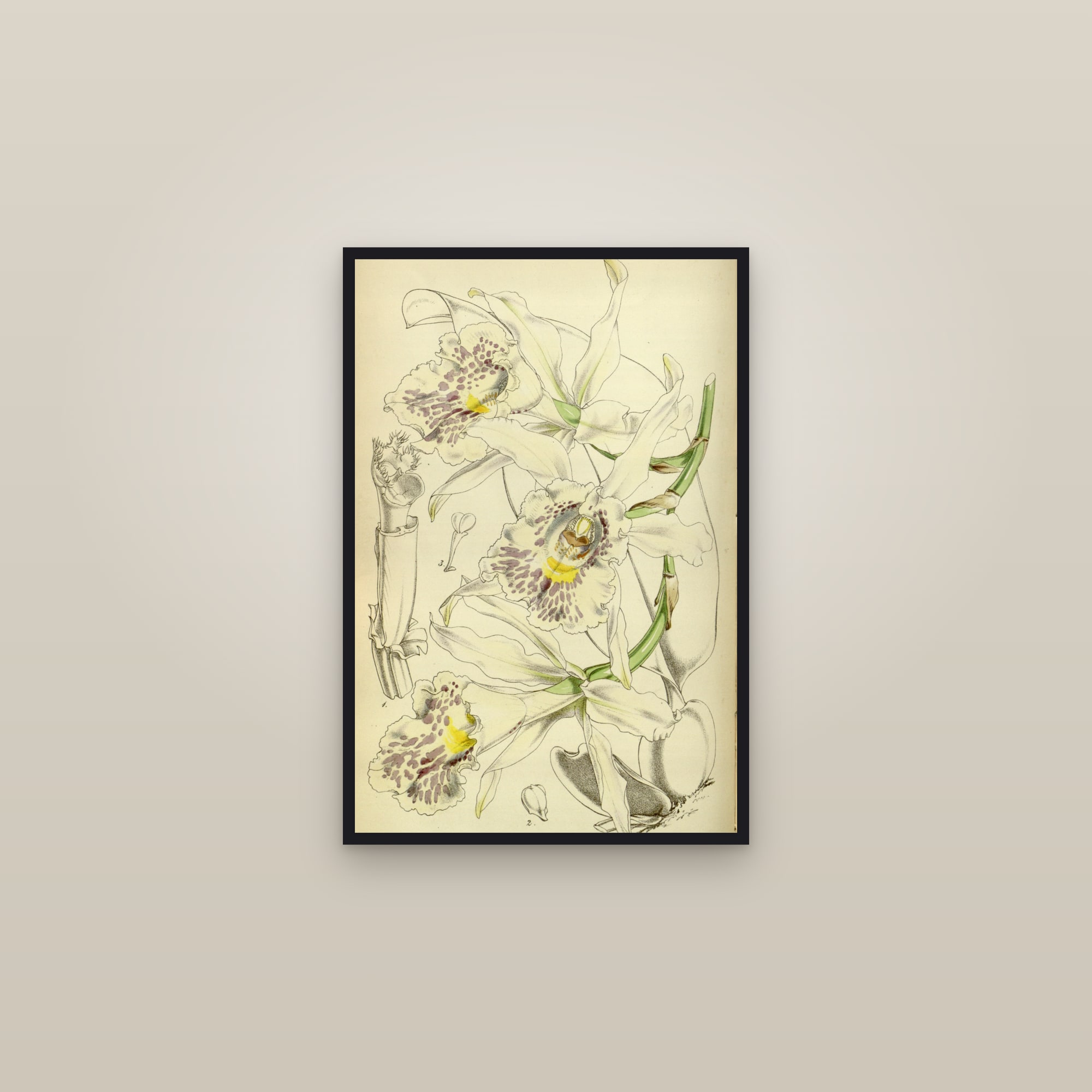Fragrant Star Orchid — framed in a gallery setting