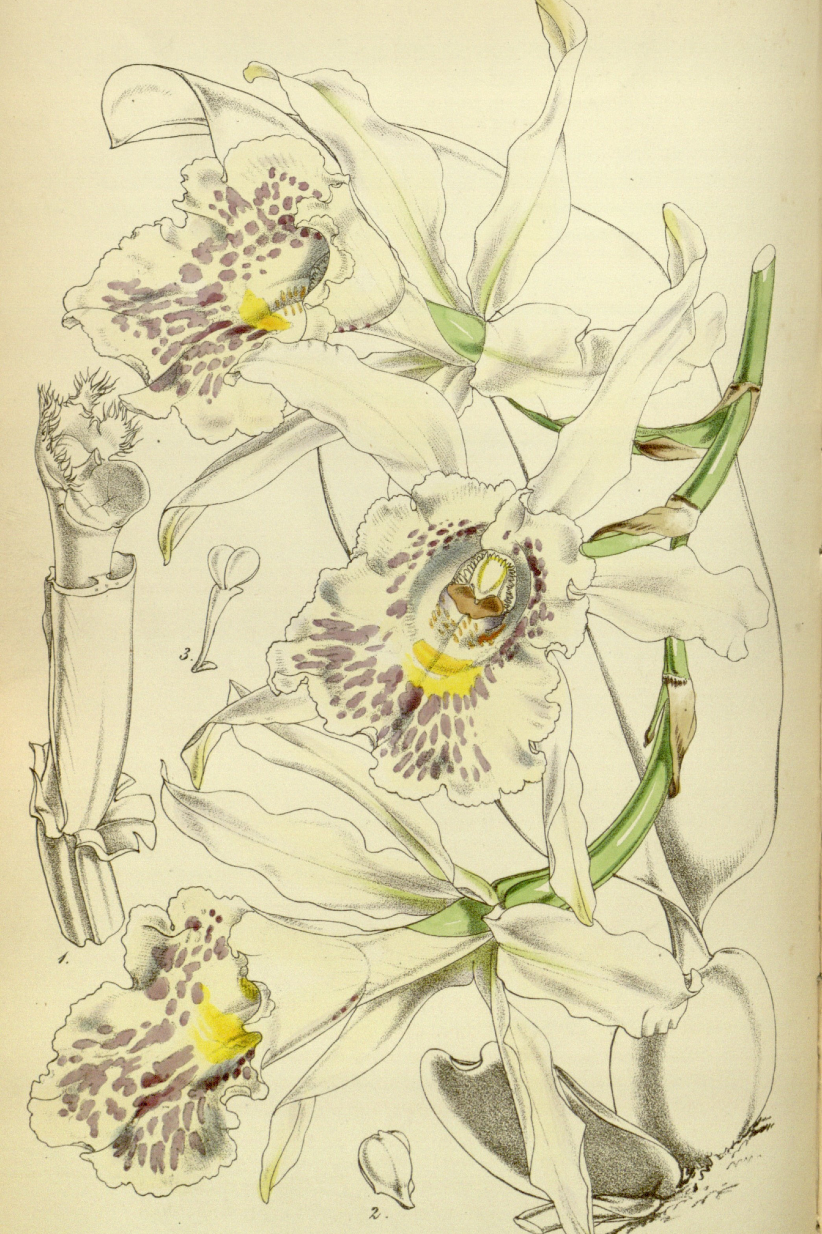Fragrant Star Orchid