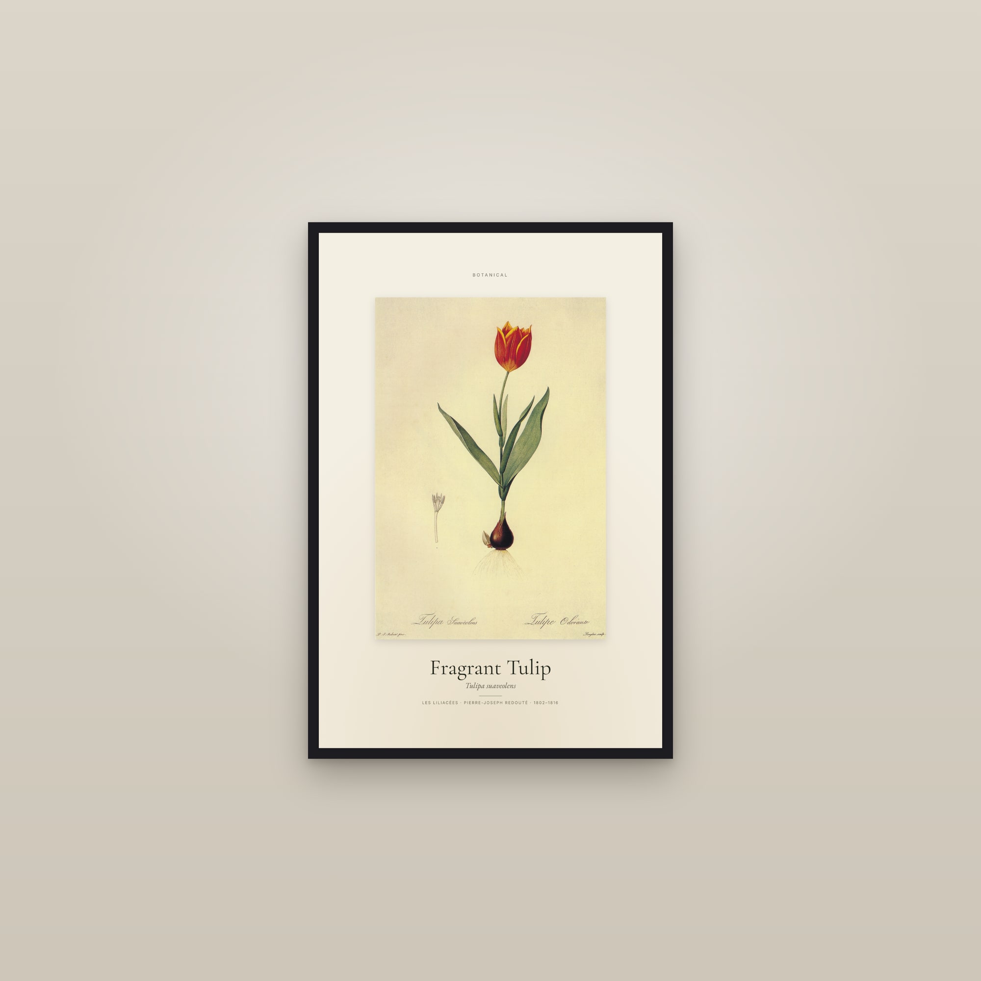 Fragrant Tulip — Specimen — framed in a gallery setting