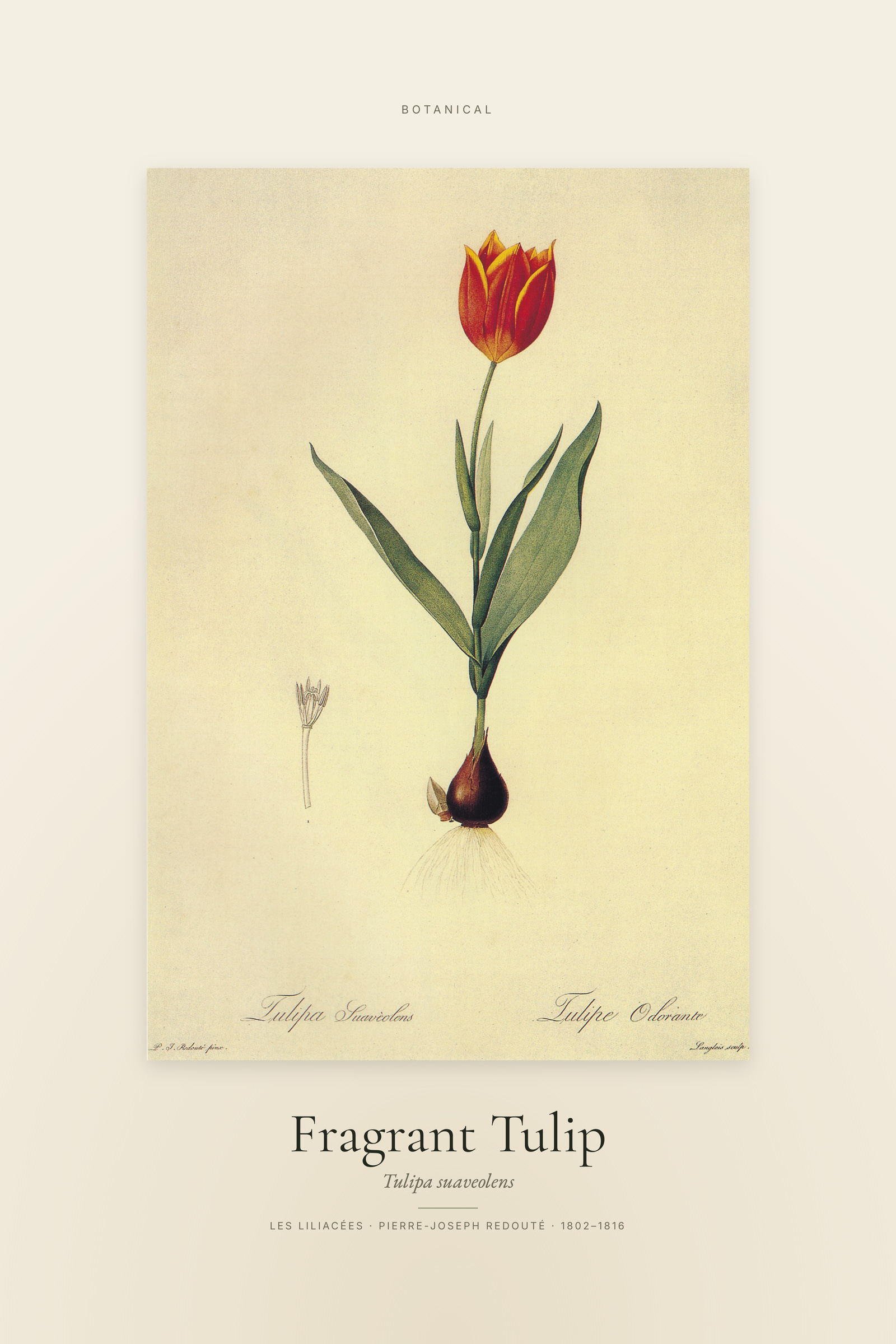 Fragrant Tulip — Specimen