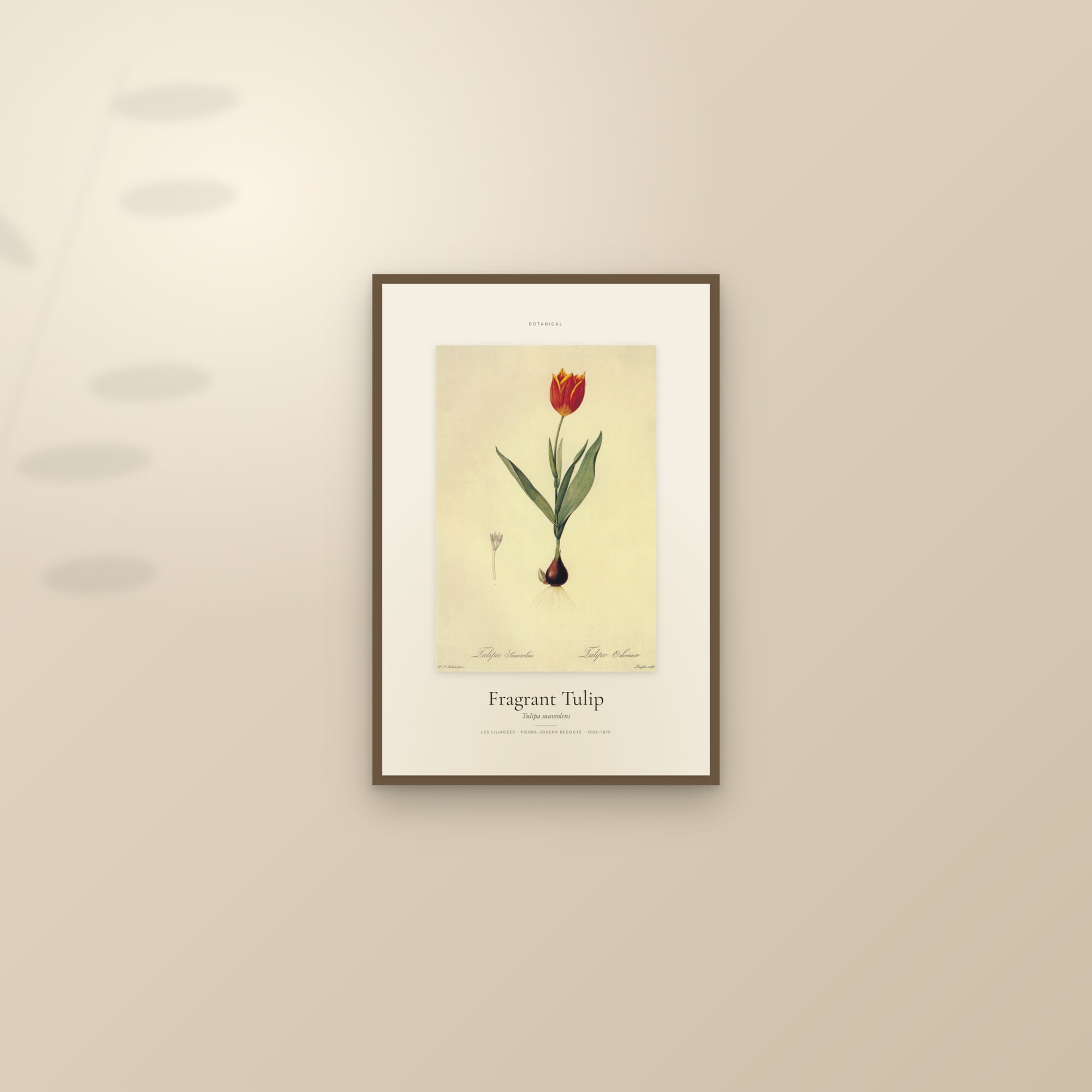 Fragrant Tulip — Specimen — framed and styled on a sunlit wall