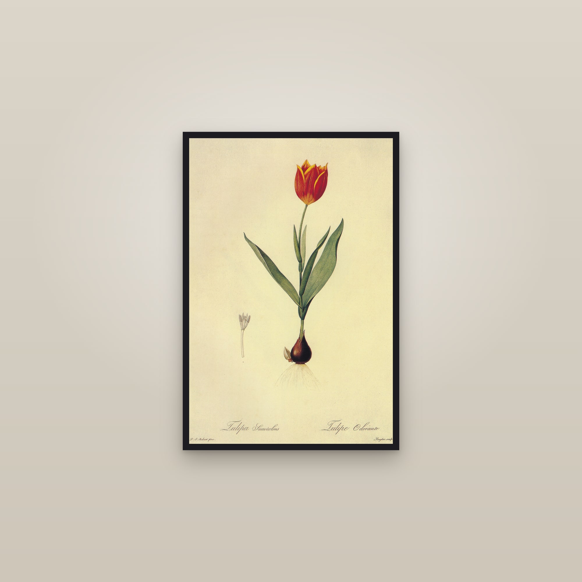 Fragrant Tulip — framed in a gallery setting