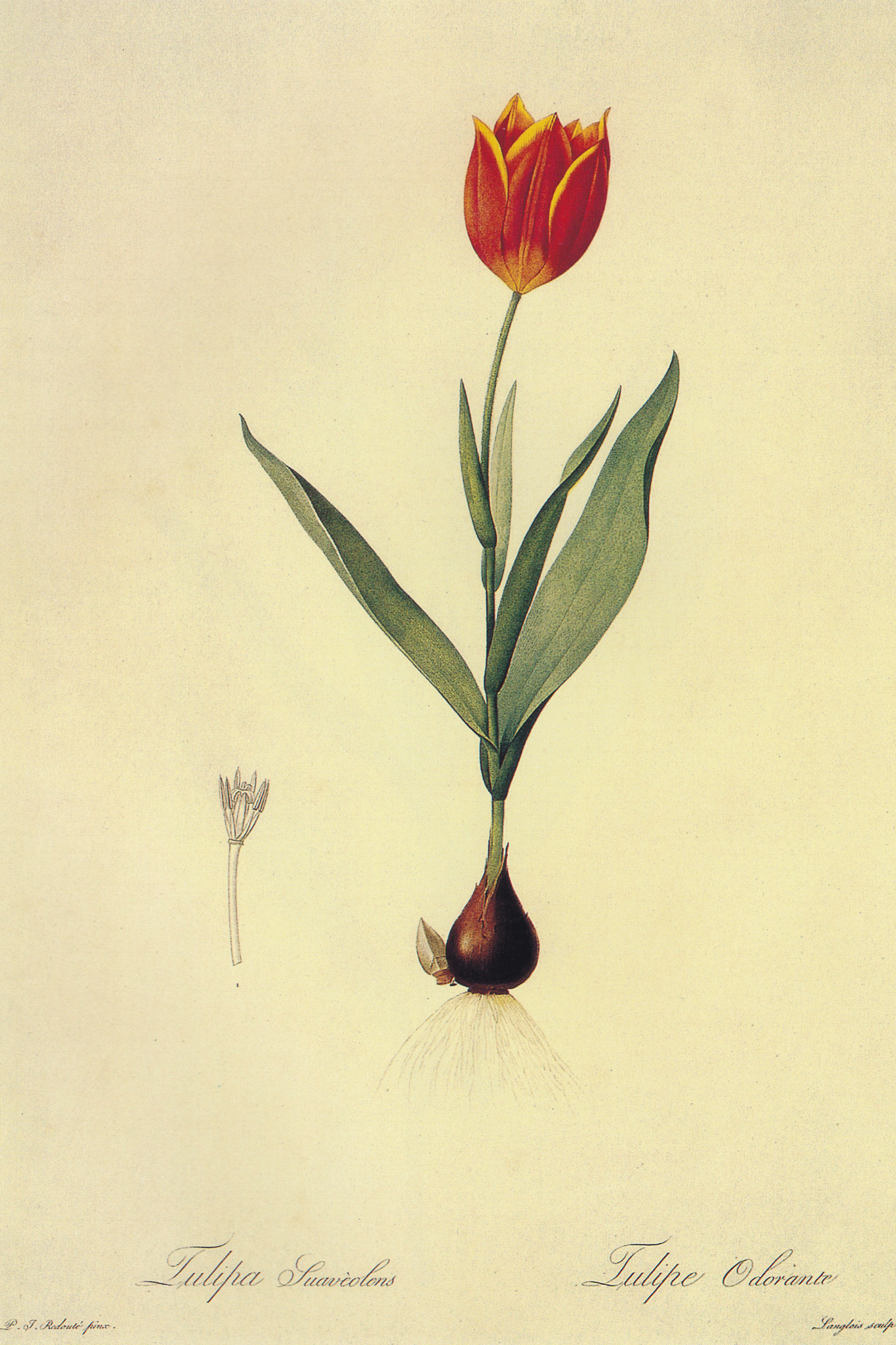 Fragrant Tulip