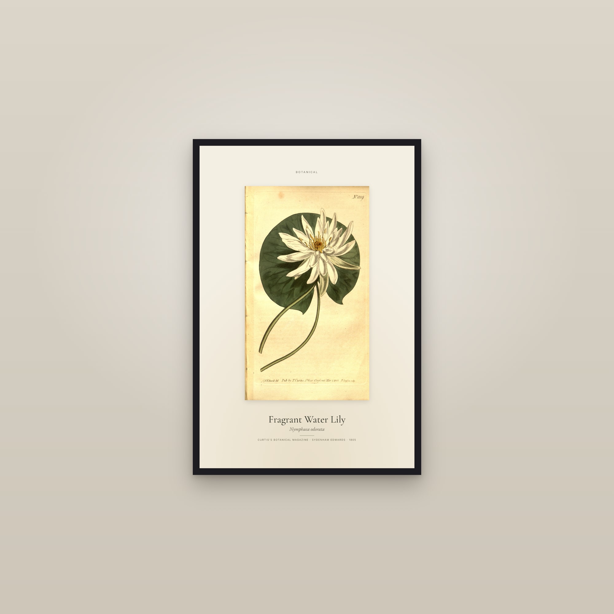 Fragrant Water Lily — Specimen — framed in a gallery setting